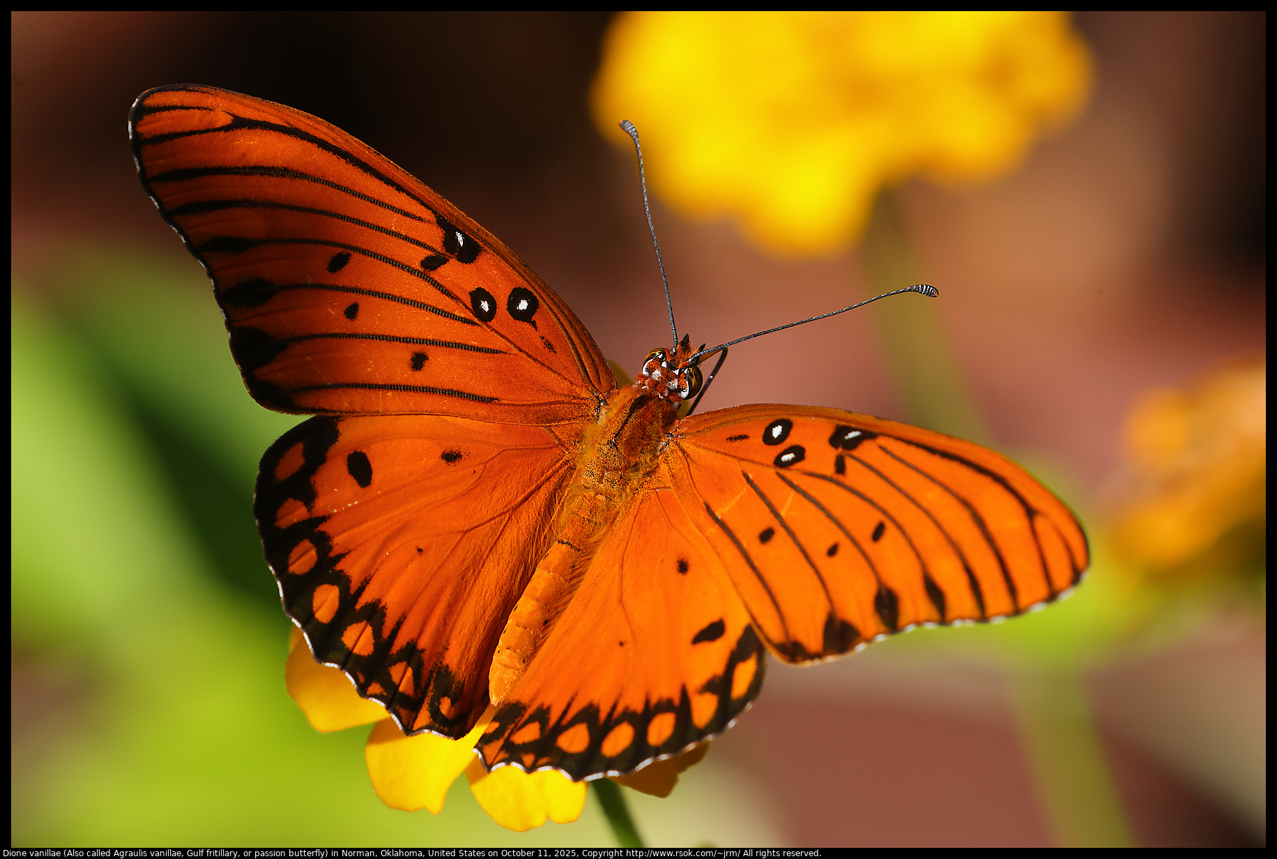 Dione vanillae (Also called Agraulis vanillae, Gulf fritillary, or passion butterfly) in Norman, Oklahoma, United States on October 11, 2025 Dione vanillae (Also called Agraulis vanillae, Gulf fritillary, or passion butterfly) in Norman, Oklahoma, United States on October 11, 2025