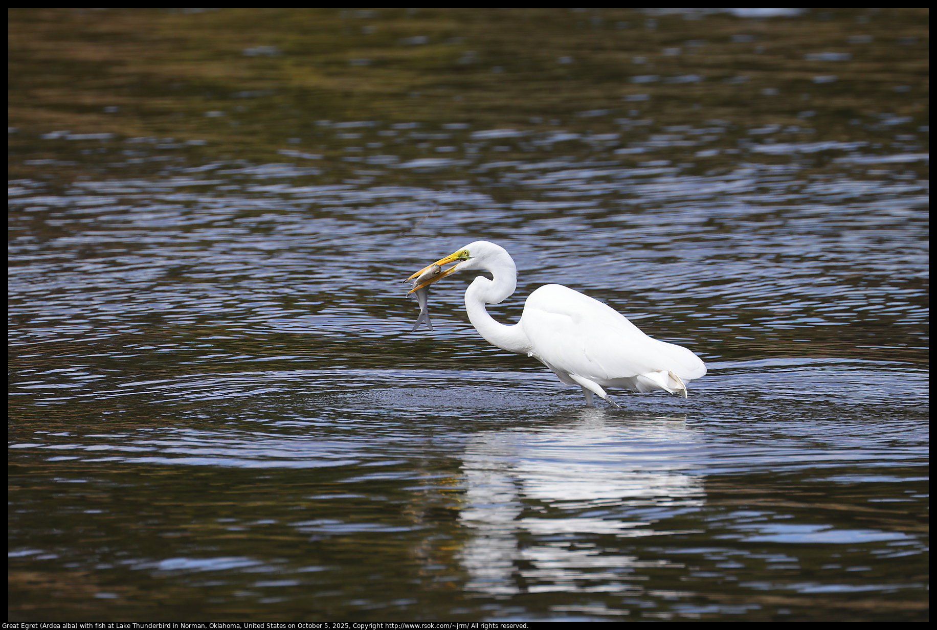Great Egret (Ardea alba) with fish at Lake Thunderbird in Norman, Oklahoma, United States on October 16, 2025 Great Egret (Ardea alba) with fish at Lake Thunderbird in Norman, Oklahoma, United States on October 16, 2025