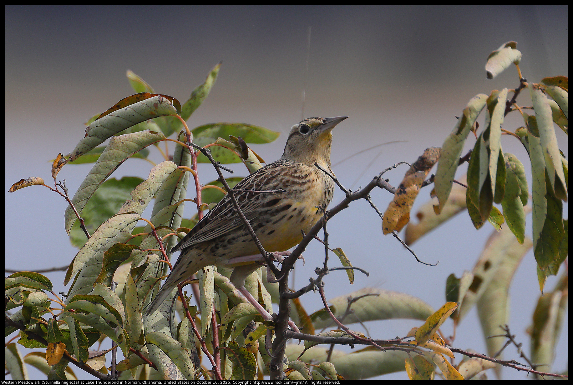Western Meadowlark (Sturnella neglecta) at Lake Thunderbird in Norman, Oklahoma, United States on October 16, 2025 Western Meadowlark (Sturnella neglecta) at Lake Thunderbird in Norman, Oklahoma, United States on October 16, 2025
