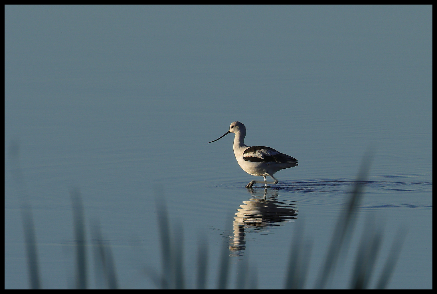 American Avocet (Recurvirostra americana) at Salt Plains National Wildlife Refuge in Alfalfa County, Oklahoma, United States on October 21, 2025 American Avocet (Recurvirostra americana) at Salt Plains National Wildlife Refuge in Alfalfa County, Oklahoma, United States on October 21, 2025