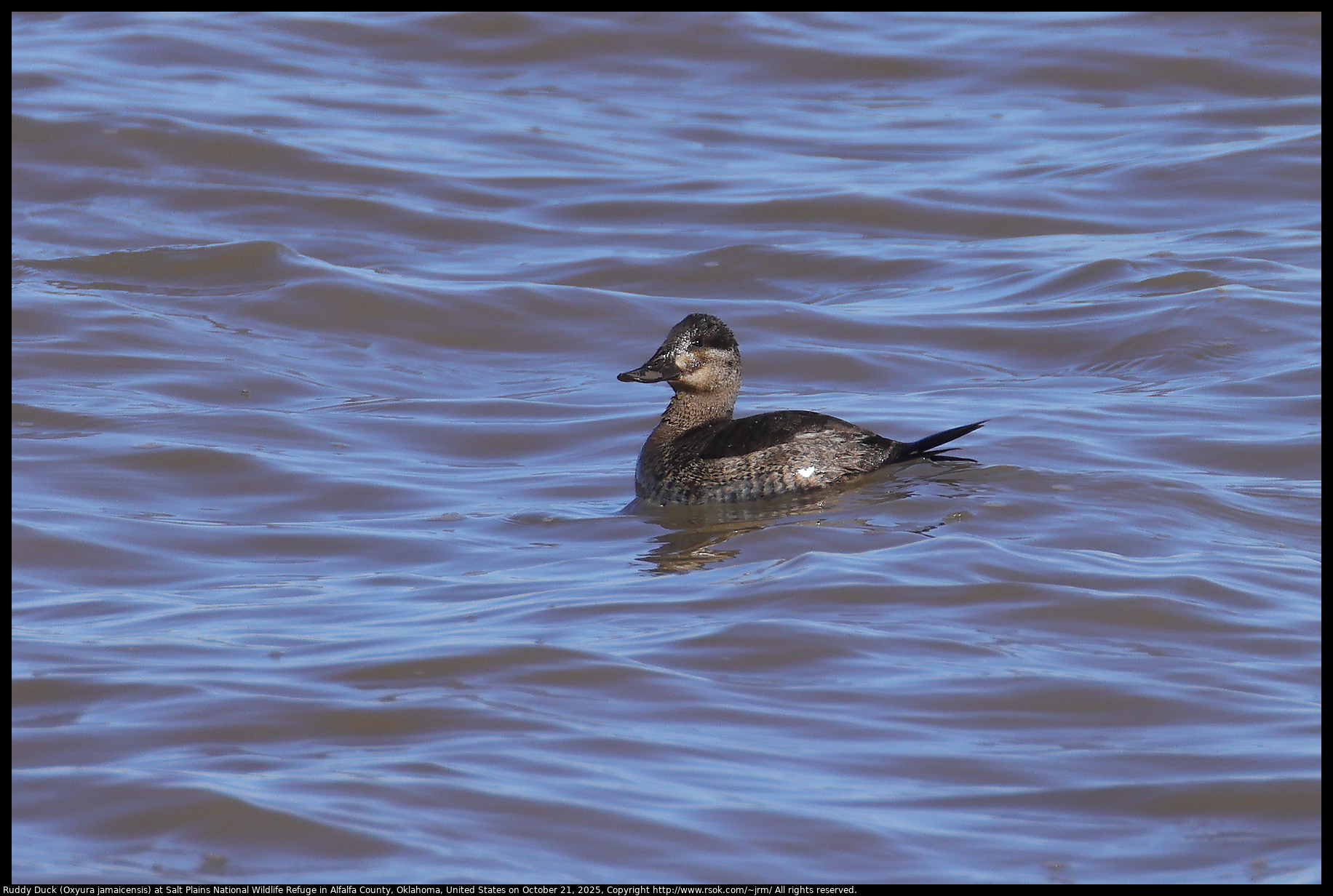 Ruddy Duck (Oxyura jamaicensis) at Salt Plains National Wildlife Refuge in Alfalfa County, Oklahoma, United States on October 21, 2025 Ruddy Duck (Oxyura jamaicensis) at Salt Plains National Wildlife Refuge in Alfalfa County, Oklahoma, United States on October 21, 2025