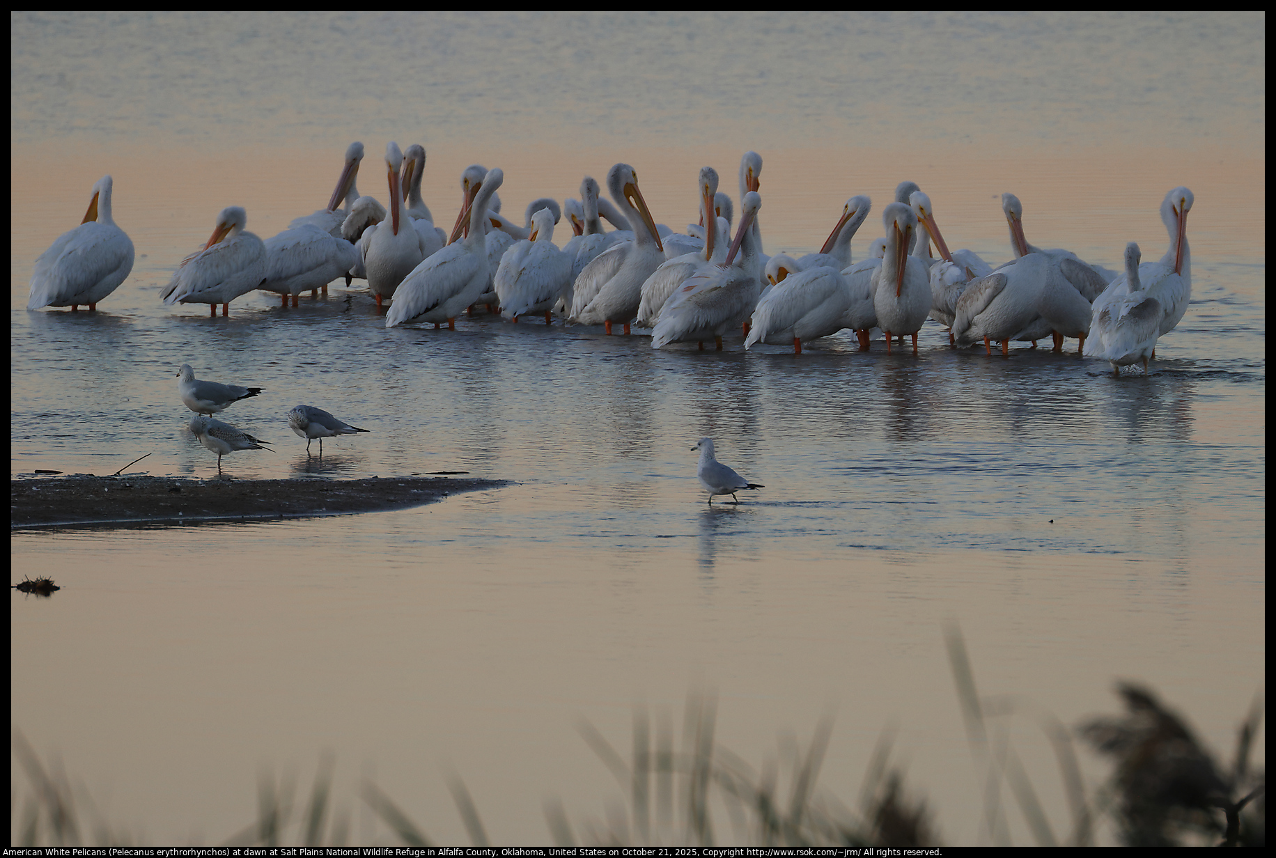 American White Pelicans (Pelecanus erythrorhynchos) at dawn at Salt Plains National Wildlife Refuge in Alfalfa County, Oklahoma, United States on October 21, 2025 American White Pelicans (Pelecanus erythrorhynchos) at dawn at Salt Plains National Wildlife Refuge in Alfalfa County, Oklahoma, United States on October 21, 2025