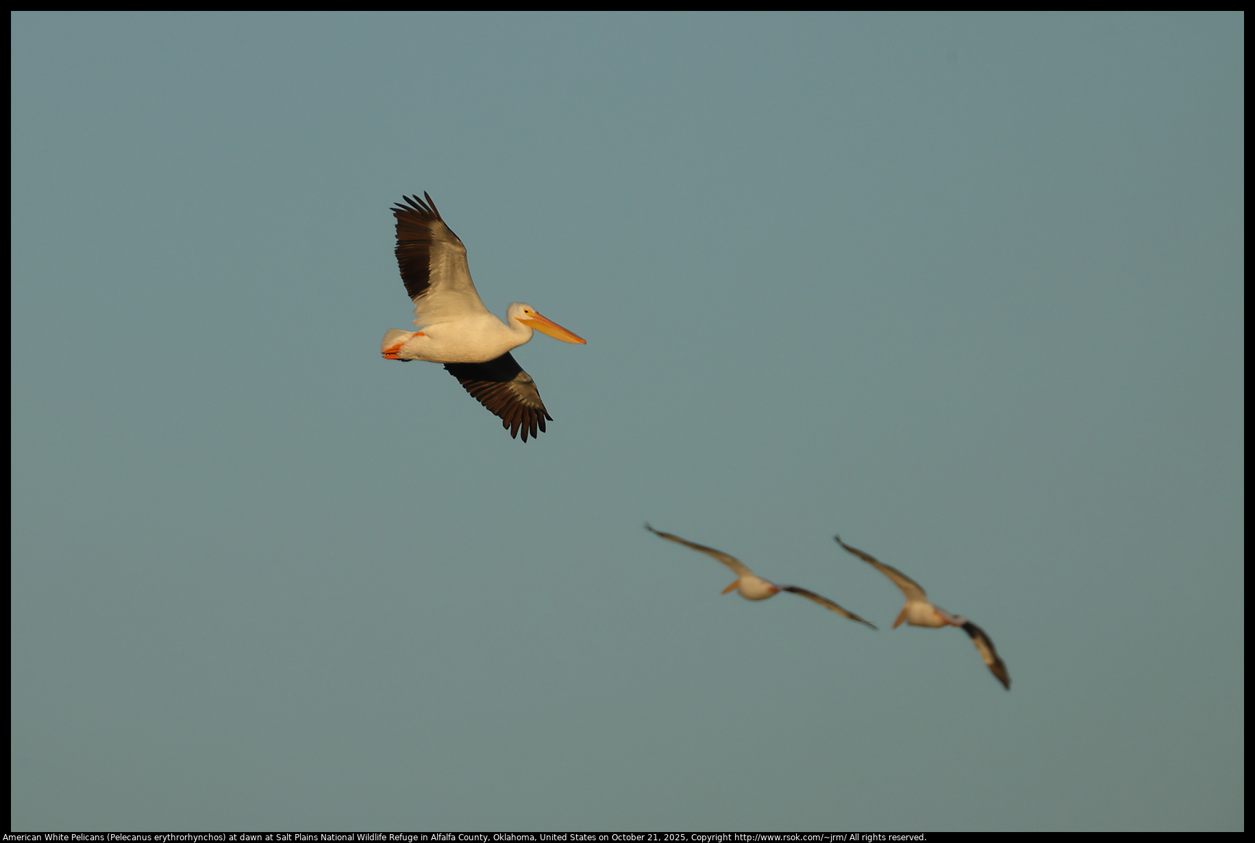 American White Pelicans (Pelecanus erythrorhynchos) at dawn at Salt Plains National Wildlife Refuge in Alfalfa County, Oklahoma, United States on October 21, 2025 American White Pelicans (Pelecanus erythrorhynchos) at dawn at Salt Plains National Wildlife Refuge in Alfalfa County, Oklahoma, United States on October 21, 2025