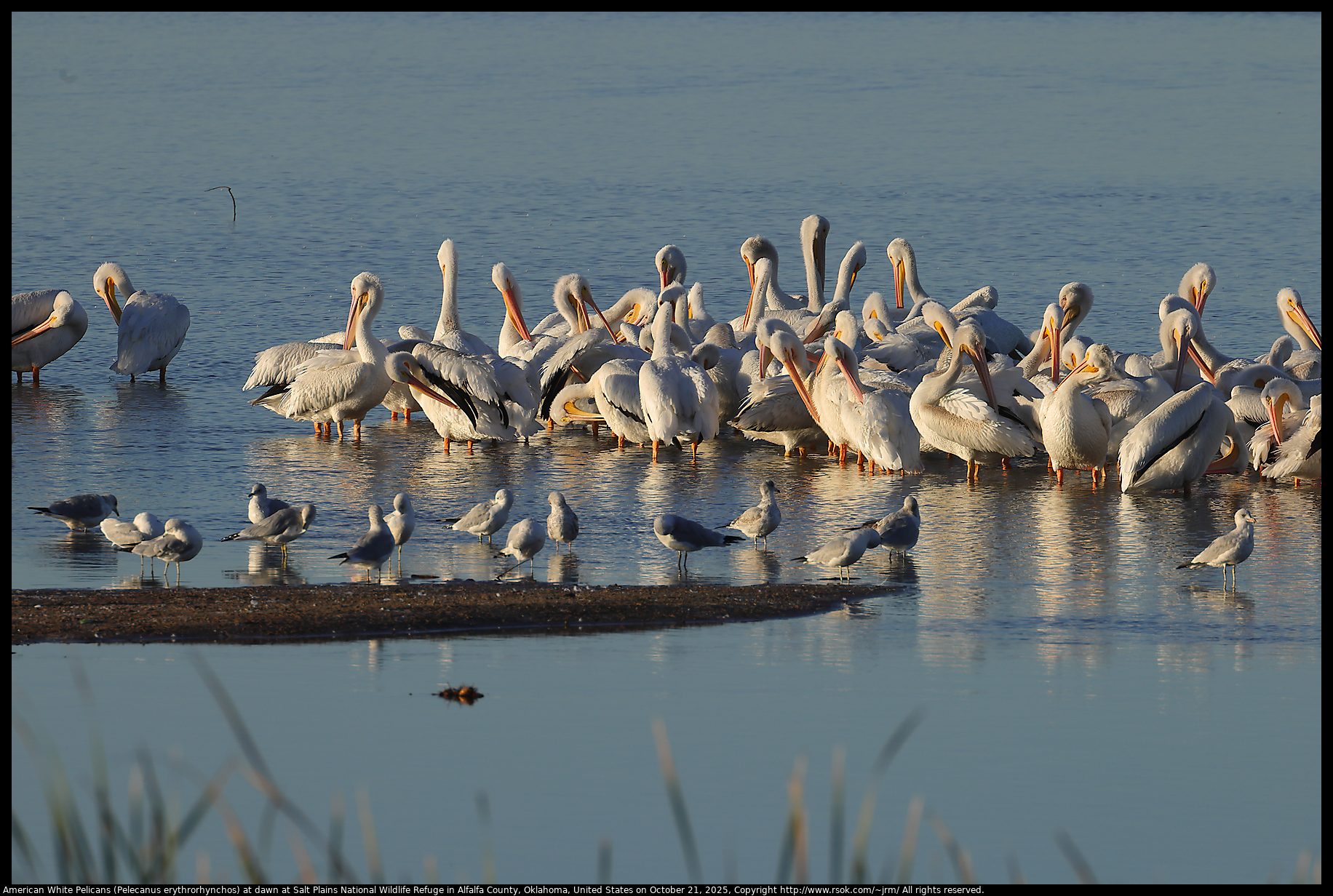 American White Pelicans (Pelecanus erythrorhynchos) at sunrise at Salt Plains National Wildlife Refuge in Alfalfa County, Oklahoma, United States on October 21, 2025 American White Pelicans (Pelecanus erythrorhynchos) at sunrise at Salt Plains National Wildlife Refuge in Alfalfa County, Oklahoma, United States on October 21, 2025