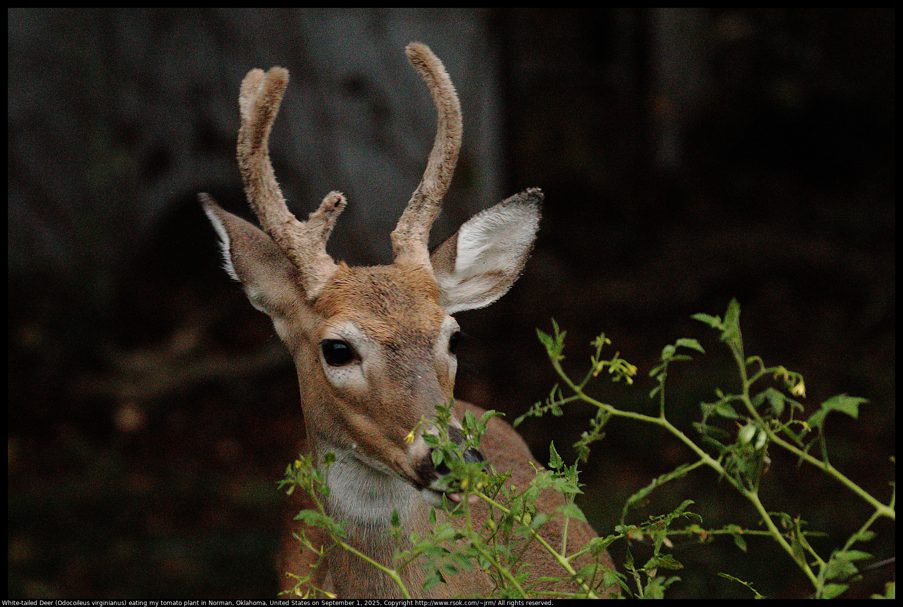 White-tailed Deer (Odocoileus virginianus) in Norman, Oklahoma, United States on September 1, 2025 White-tailed Deer (Odocoileus virginianus) in Norman, Oklahoma, United States on September 1, 2025