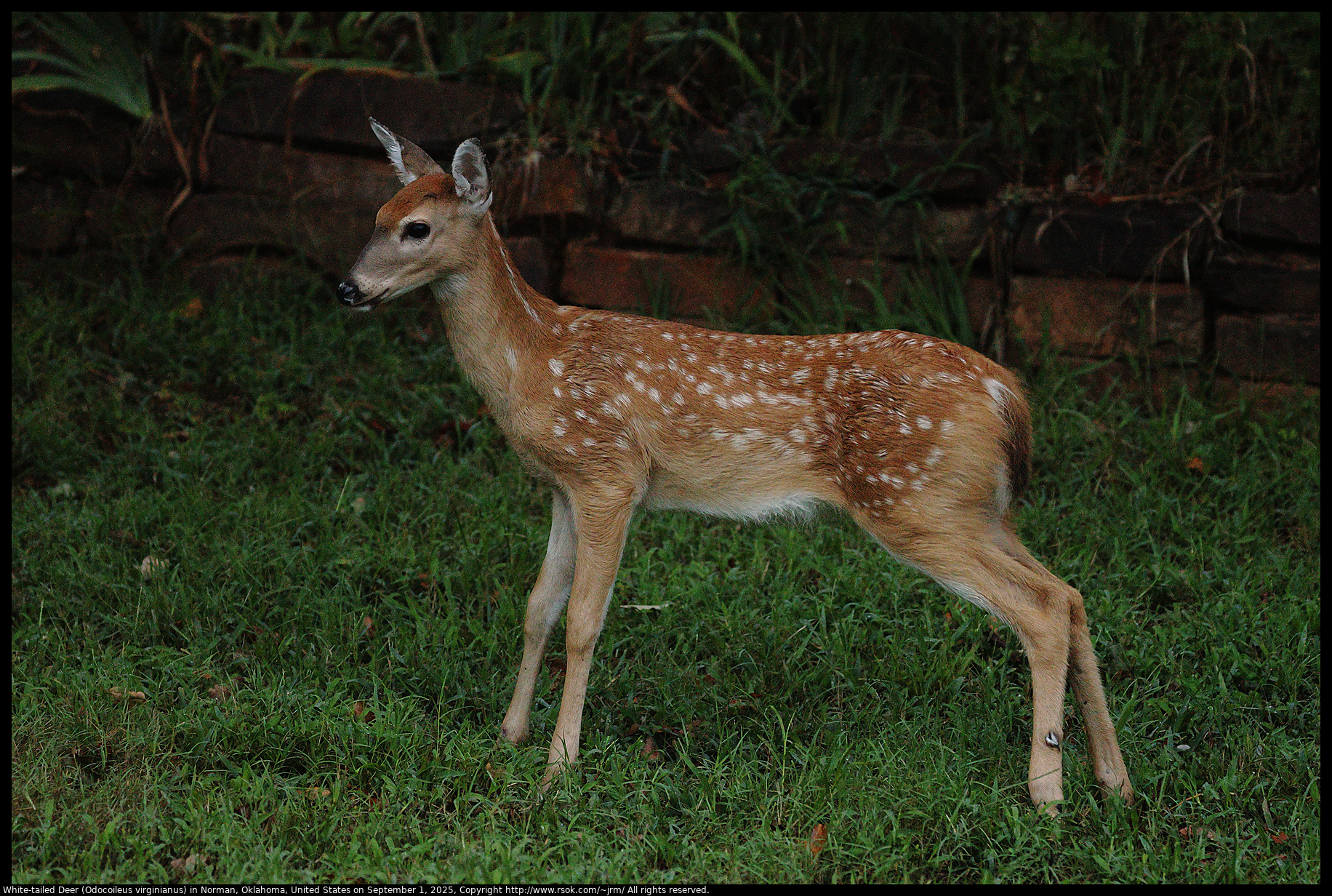 White-tailed Deer (Odocoileus virginianus) in Norman, Oklahoma, United States on September 1, 2025 White-tailed Deer (Odocoileus virginianus) in Norman, Oklahoma, United States on September 1, 2025