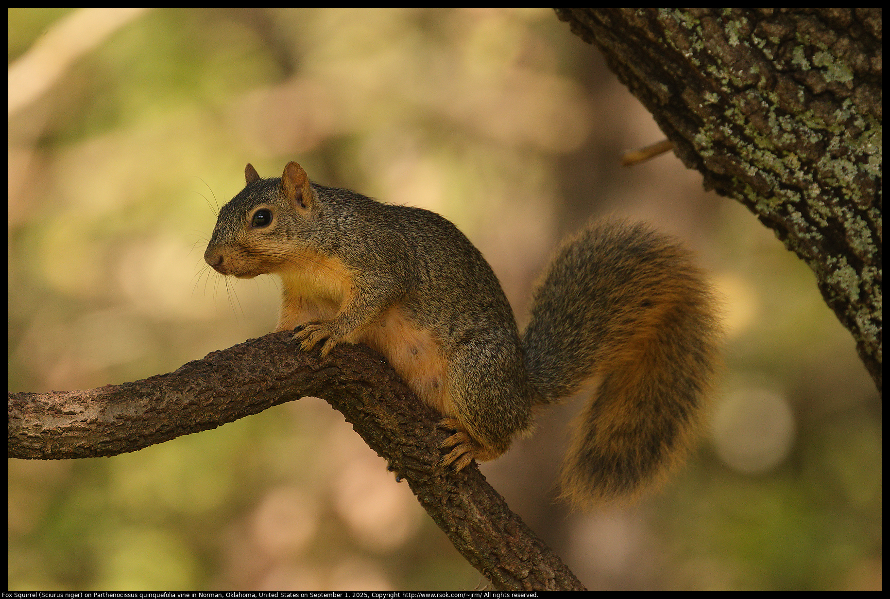 Fox Squirrel (Sciurus niger) on Parthenocissus quinquefolia vine in Norman, Oklahoma, United States on September 1, 2025 Fox Squirrel (Sciurus niger) on Parthenocissus quinquefolia vine in Norman, Oklahoma, United States on September 1, 2025