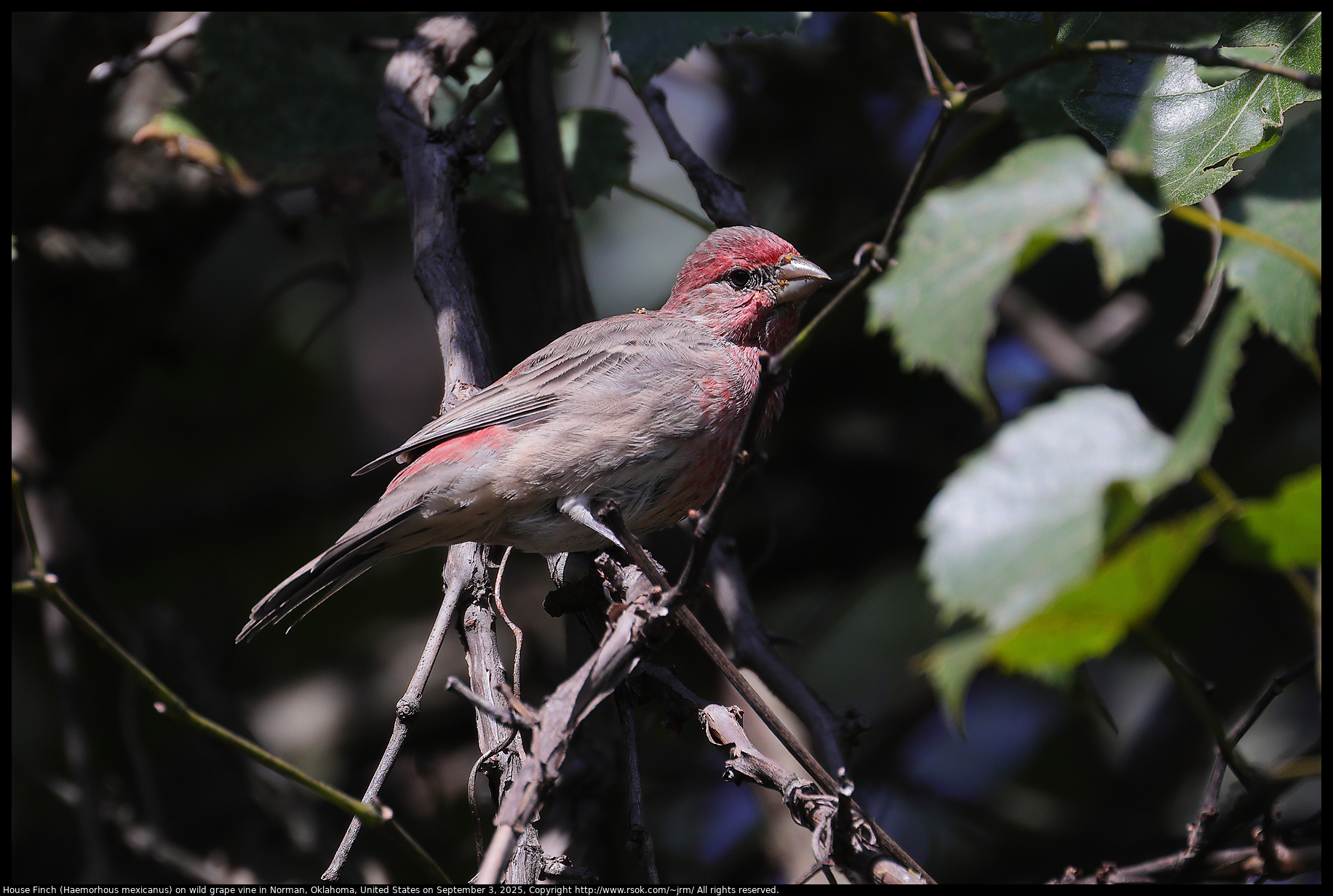 House Finch (Haemorhous mexicanus) on wild grape vine in Norman, Oklahoma, United States on September 3, 2025 House Finch (Haemorhous mexicanus) on wild grape vine in Norman, Oklahoma, United States on September 3, 2025