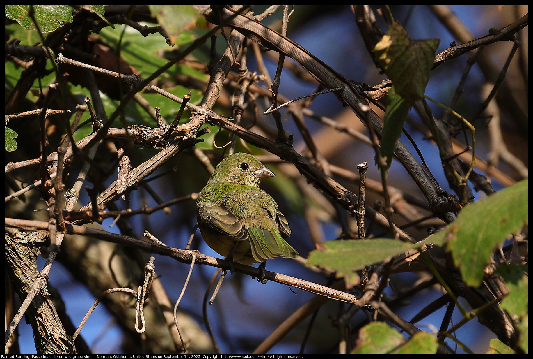 Painted Bunting (Passerina ciris) on wild grape vine in Norman, Oklahoma, United States on September 14, 2025 Painted Bunting (Passerina ciris) on wild grape vine in Norman, Oklahoma, United States on September 14, 2025
