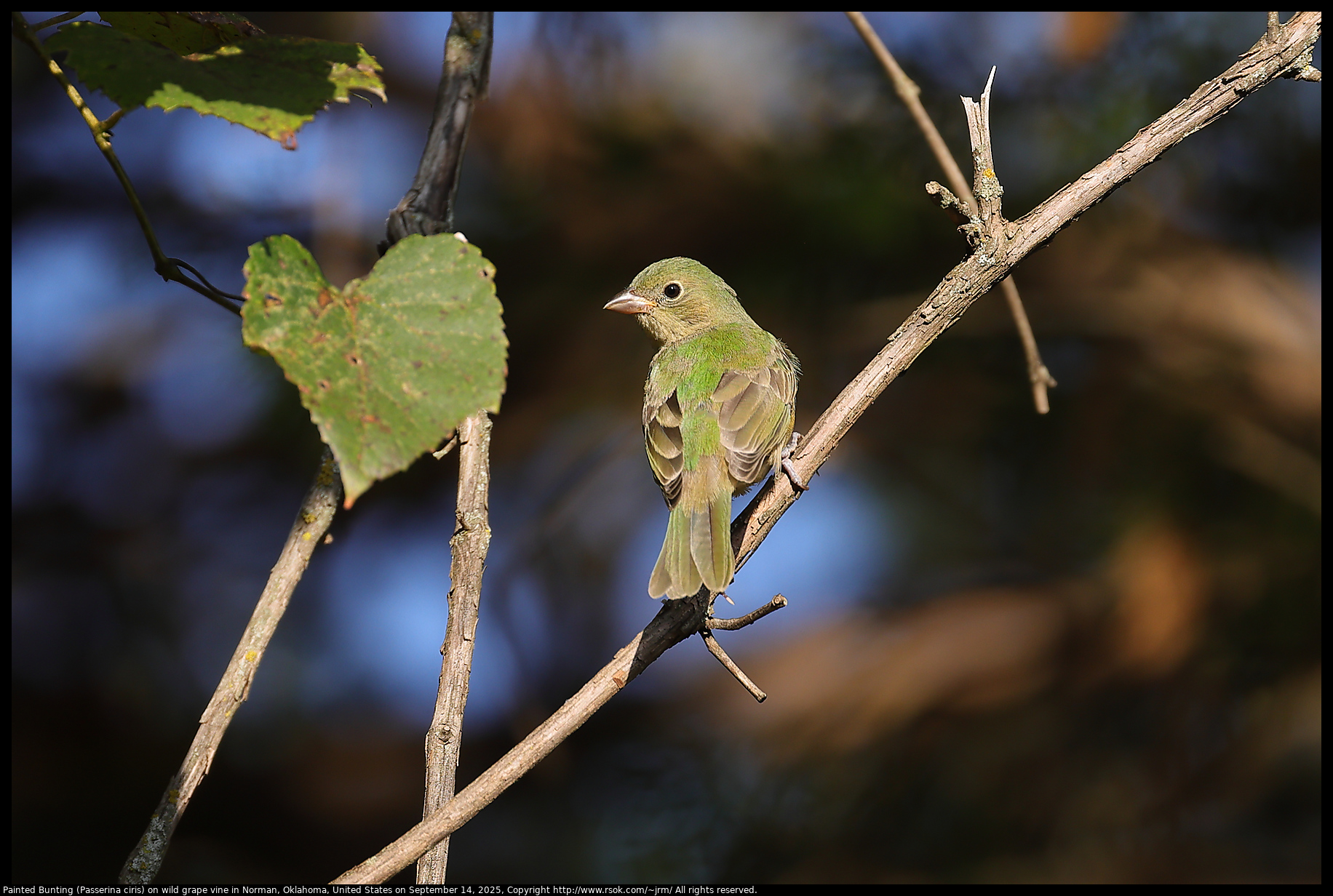 Painted Bunting (Passerina ciris) on wild grape vine in Norman, Oklahoma, United States on September 14, 2025 Painted Bunting (Passerina ciris) on wild grape vine in Norman, Oklahoma, United States on September 14, 2025