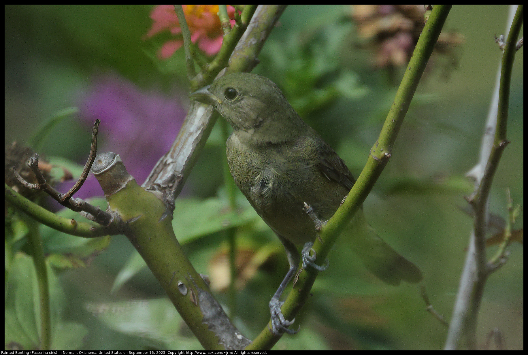 Painted Bunting (Passerina ciris) in Norman, Oklahoma, United States on September 16, 2025 Painted Bunting (Passerina ciris) in Norman, Oklahoma, United States on September 16, 2025
