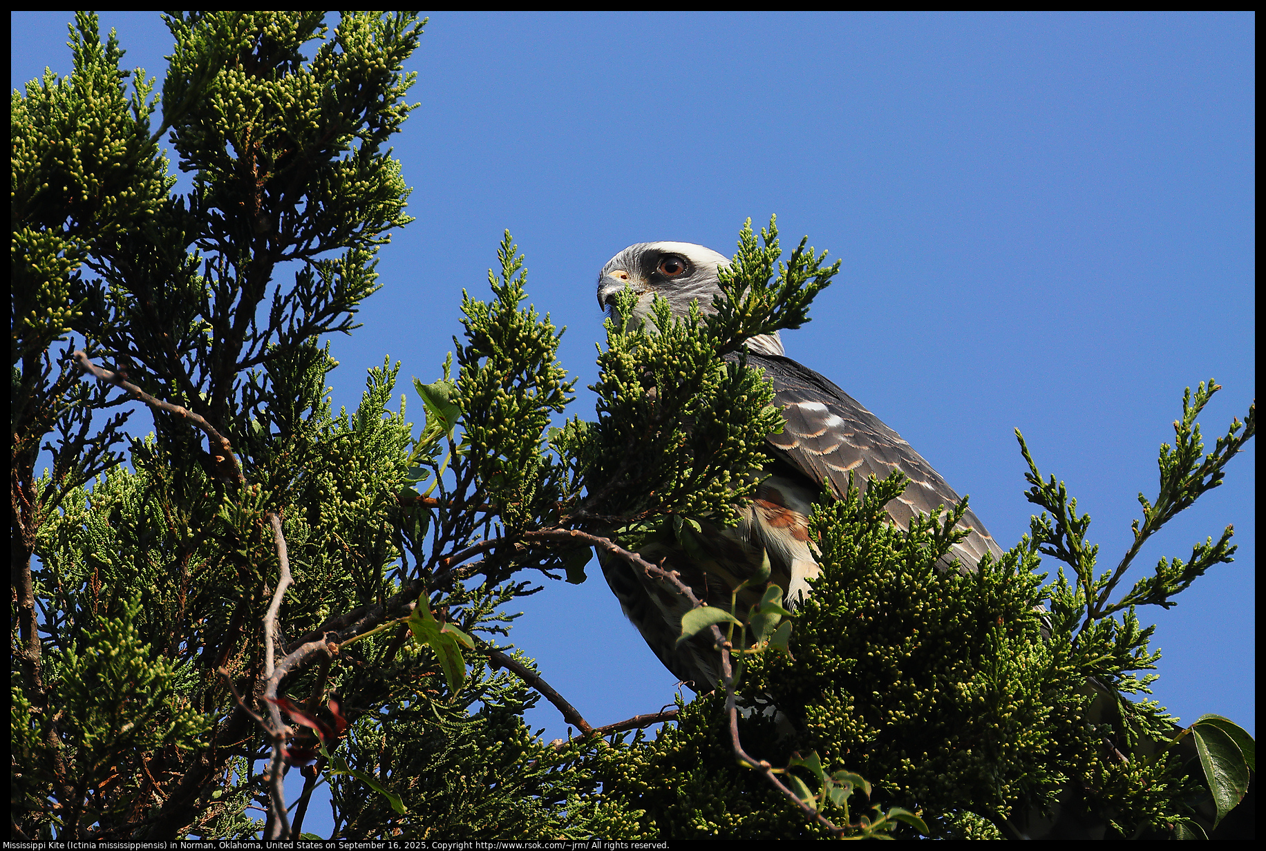 Mississippi Kite (Ictinia mississippiensis) in Norman, Oklahoma, United States on September 16, 2025 Mississippi Kite (Ictinia mississippiensis) in Norman, Oklahoma, United States on September 16, 2025