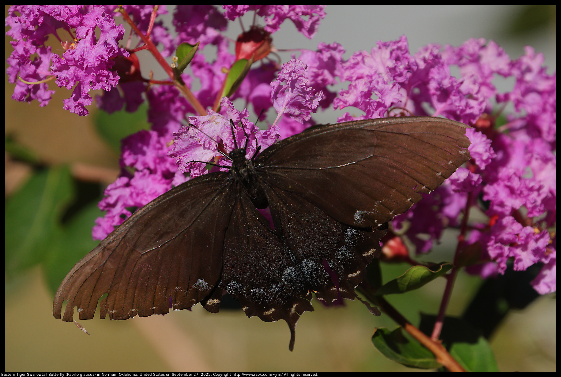 Eastern Tiger Swallowtail Butterfly (Papilio glaucus) in Norman, Oklahoma, United States on September 27, 2025 Eastern Tiger Swallowtail Butterfly (Papilio glaucus) in Norman, Oklahoma, United States on September 27, 2025