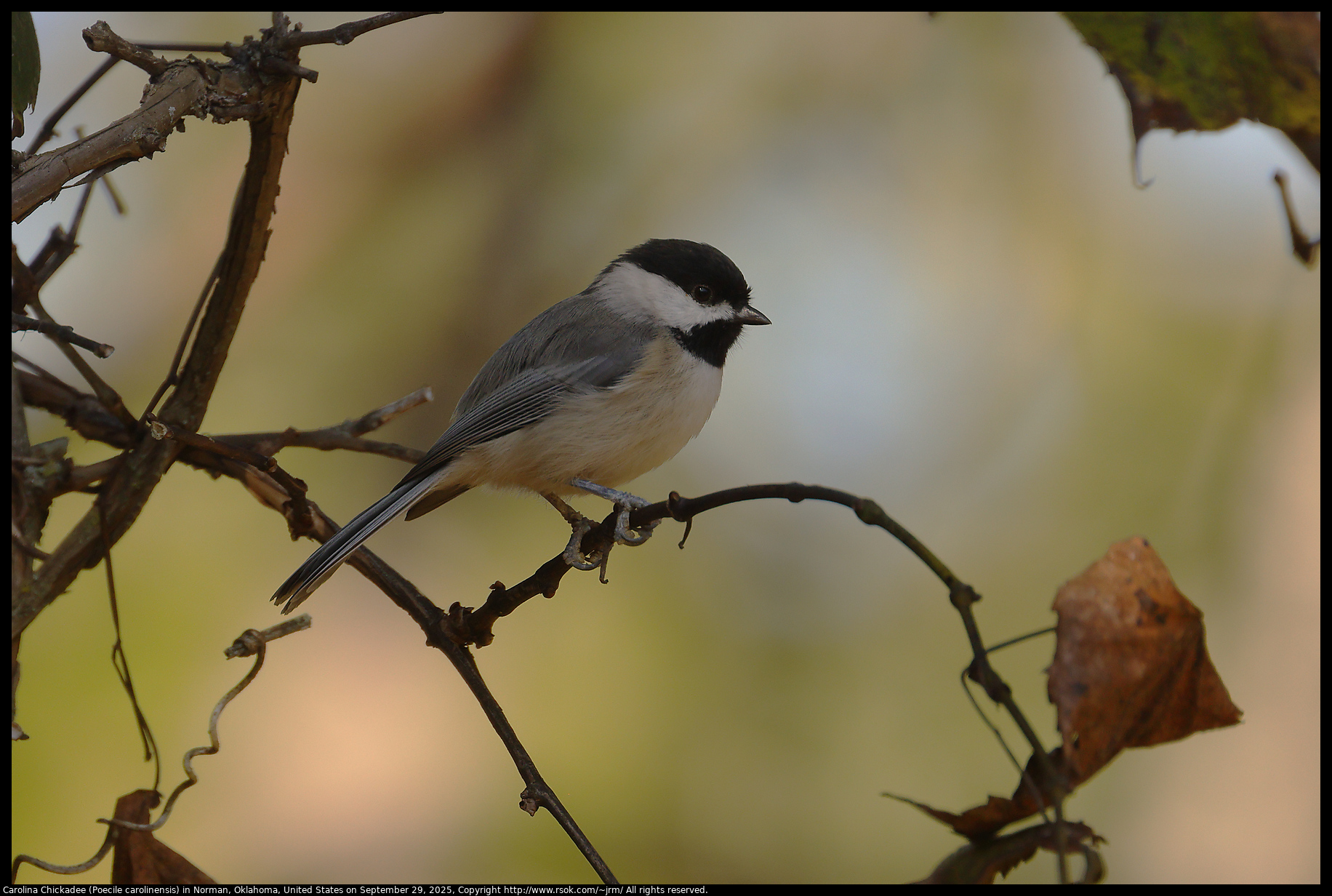 Carolina Chickadee (Poecile carolinensis) in Norman, Oklahoma, United States on September 29, 2025 Carolina Chickadee (Poecile carolinensis) in Norman, Oklahoma, United States on September 29, 2025