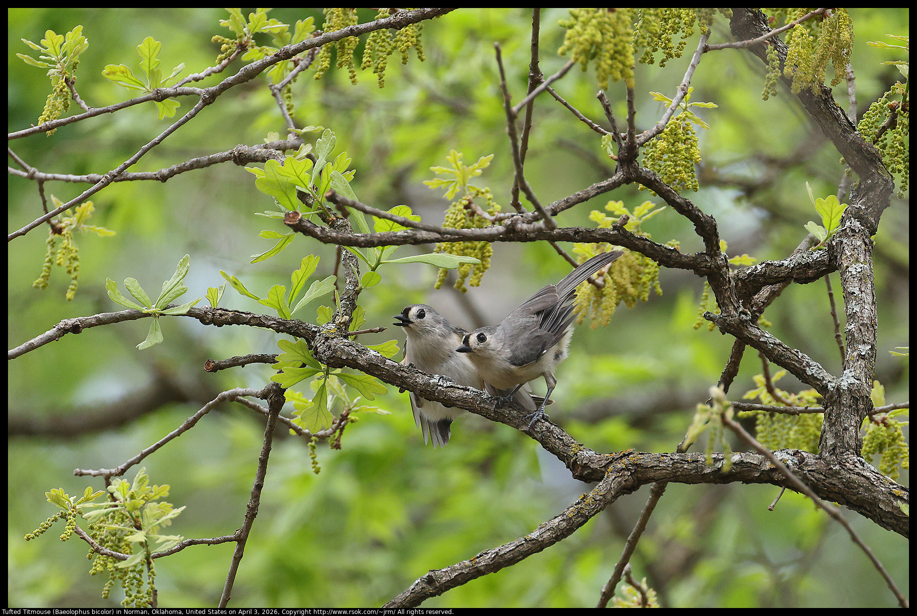 Tufted Titmouse (Baeolophus bicolor) in Norman, Oklahoma, United States on April 3, 2026