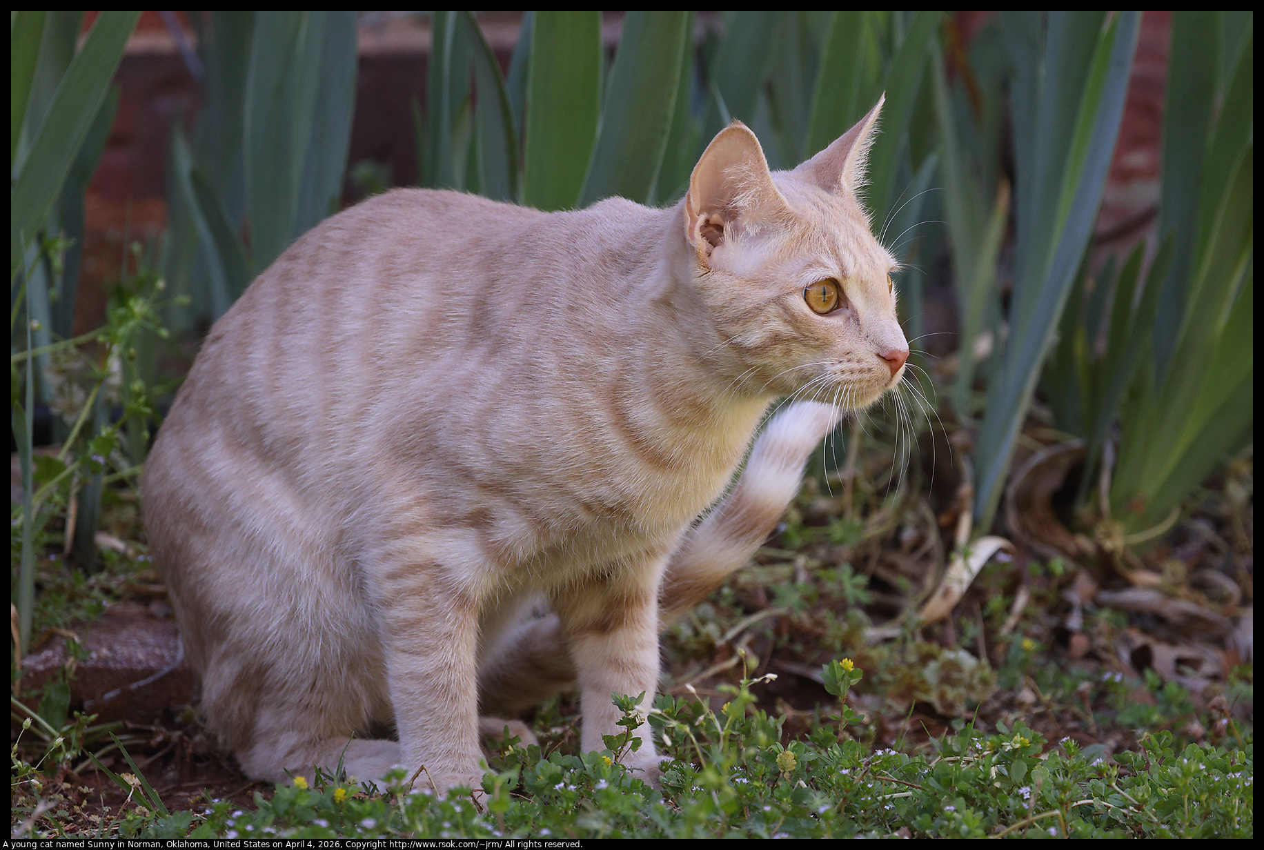A young cat named Sunny in Norman, Oklahoma, United States on April 4, 2026