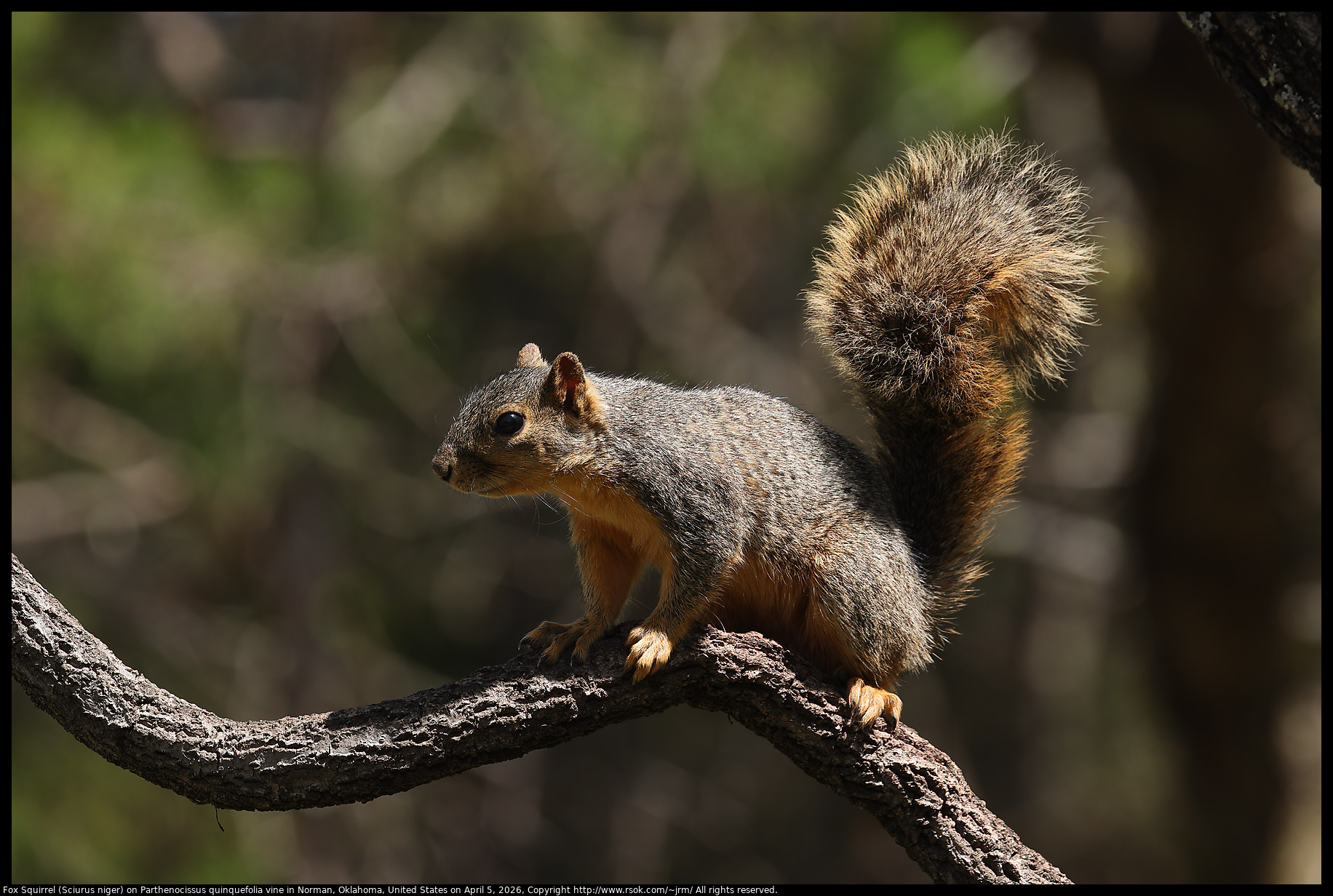 Fox Squirrel (Sciurus niger) on Parthenocissus quinquefolia vine in Norman, Oklahoma, United States on April 5, 2026