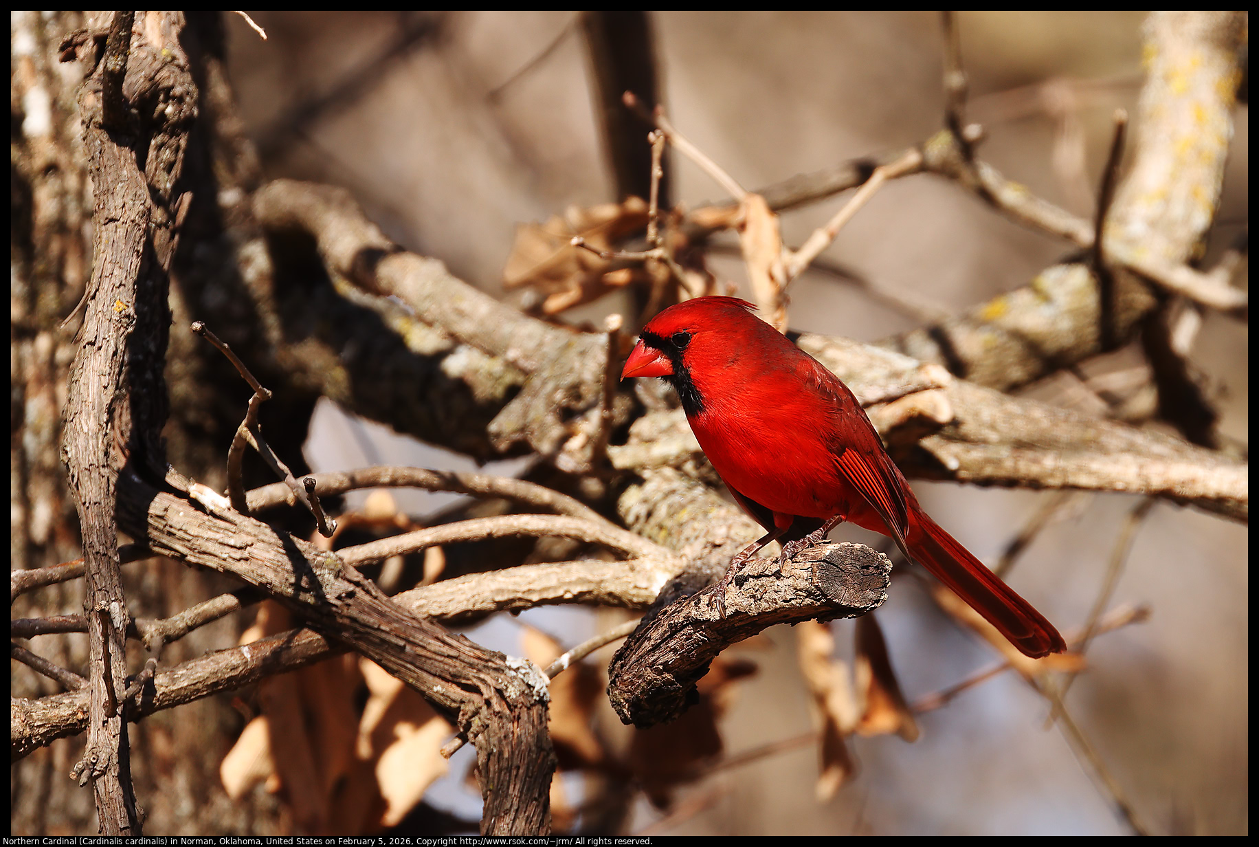 Northern Cardinal (Cardinalis cardinalis) in Norman, Oklahoma, United States on February 5, 2026