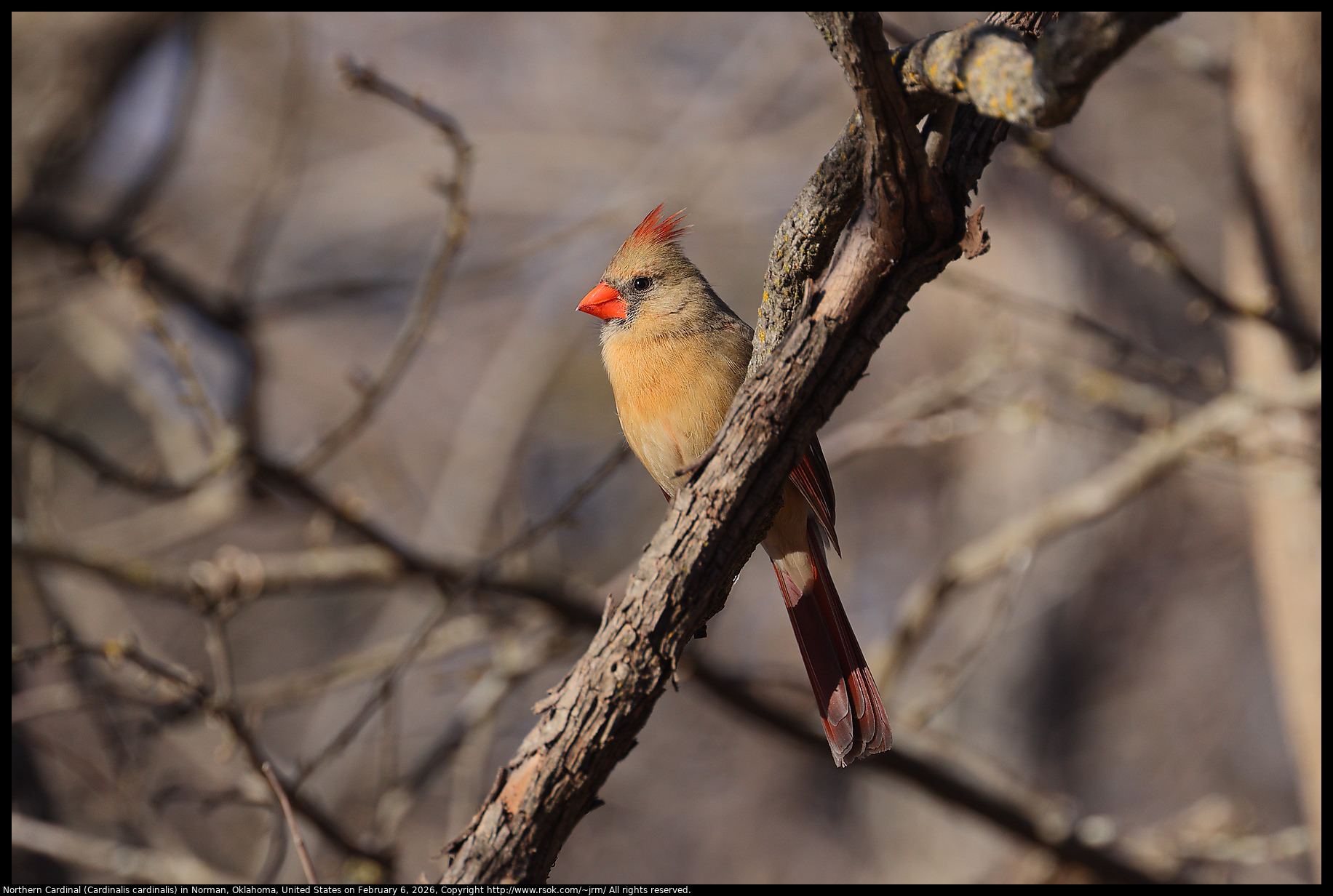 Northern Cardinal (Cardinalis cardinalis) in Norman, Oklahoma, United States on February 6, 2026