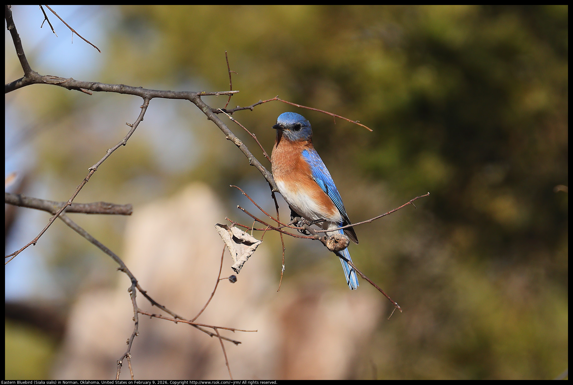 Eastern Bluebird (Sialia sialis) in Norman, Oklahoma, United States on February 9, 2026