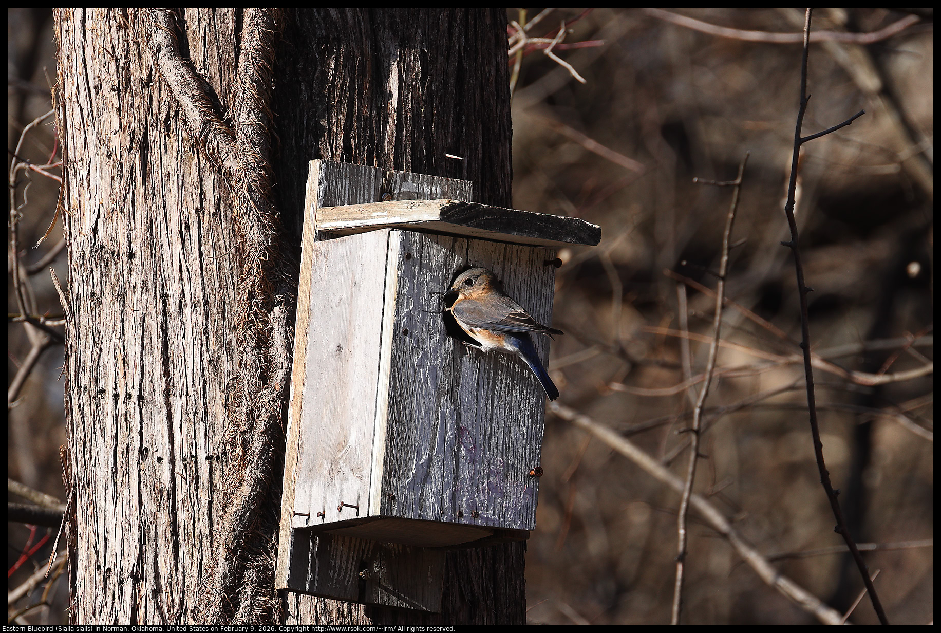 Eastern Bluebird (Sialia sialis) in Norman, Oklahoma, United States on February 9, 2026