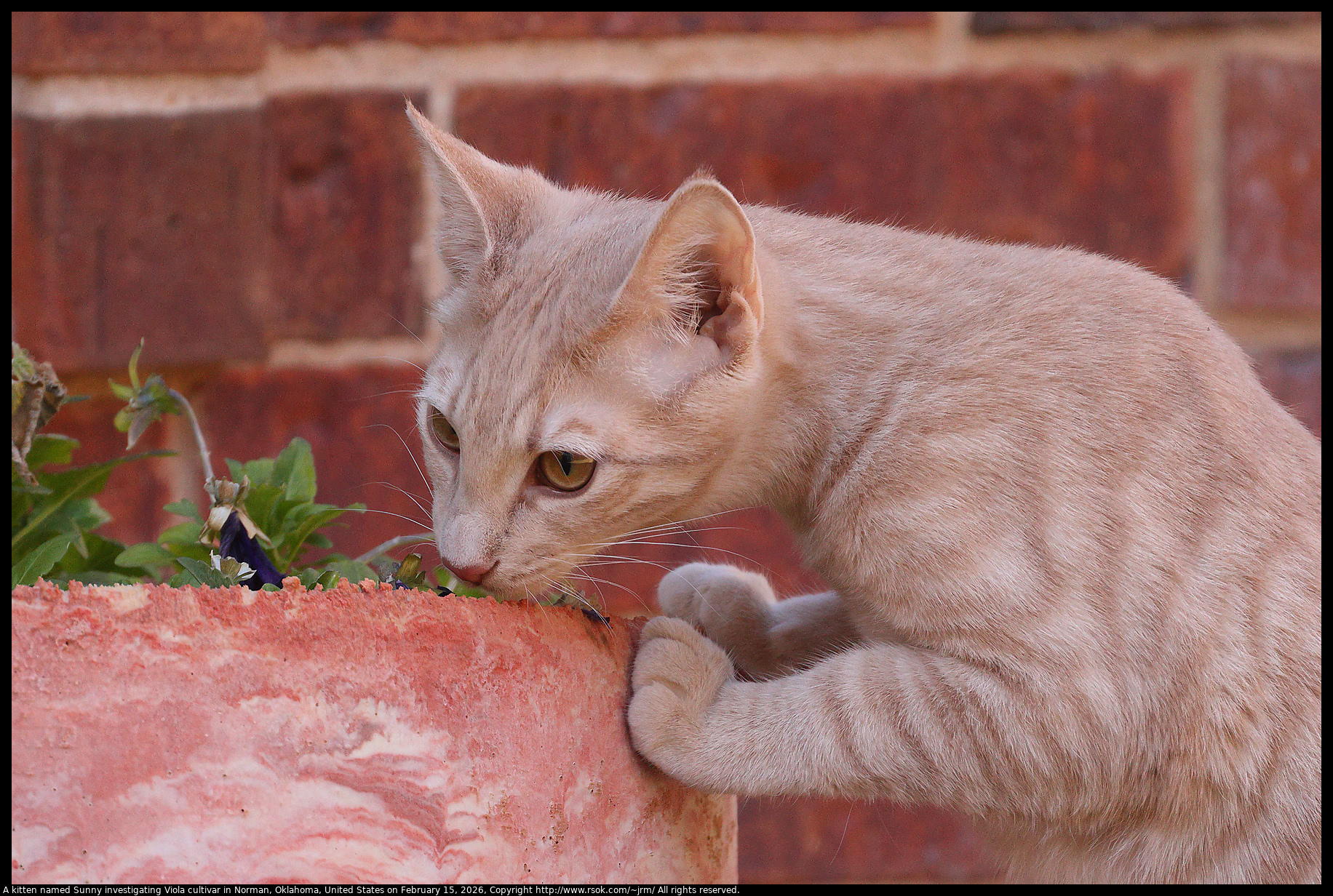 A kitten named Sunny investigating Viola cultivar in Norman, Oklahoma, United States on February 15, 2026