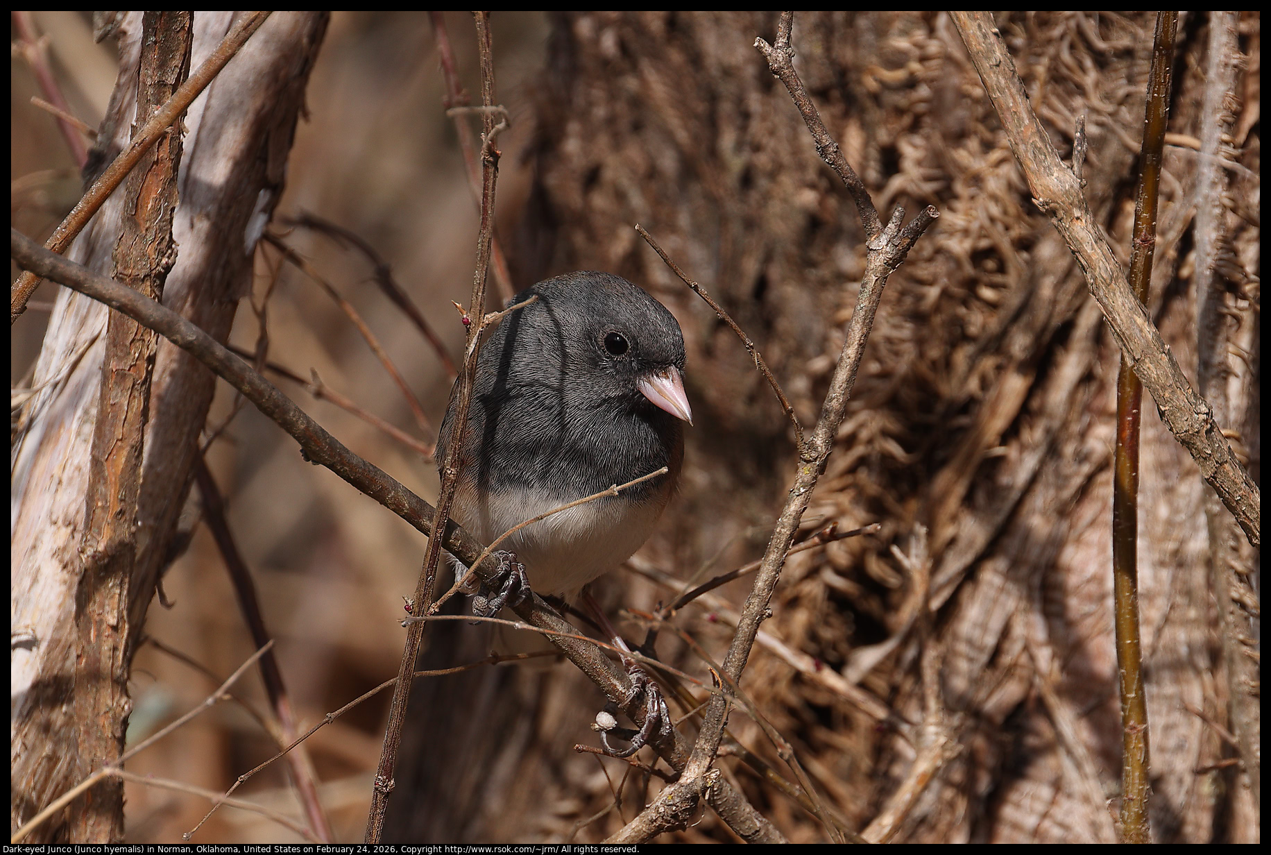 Dark-eyed Junco (Junco hyemalis) in Norman, Oklahoma, United States on February 24, 2026