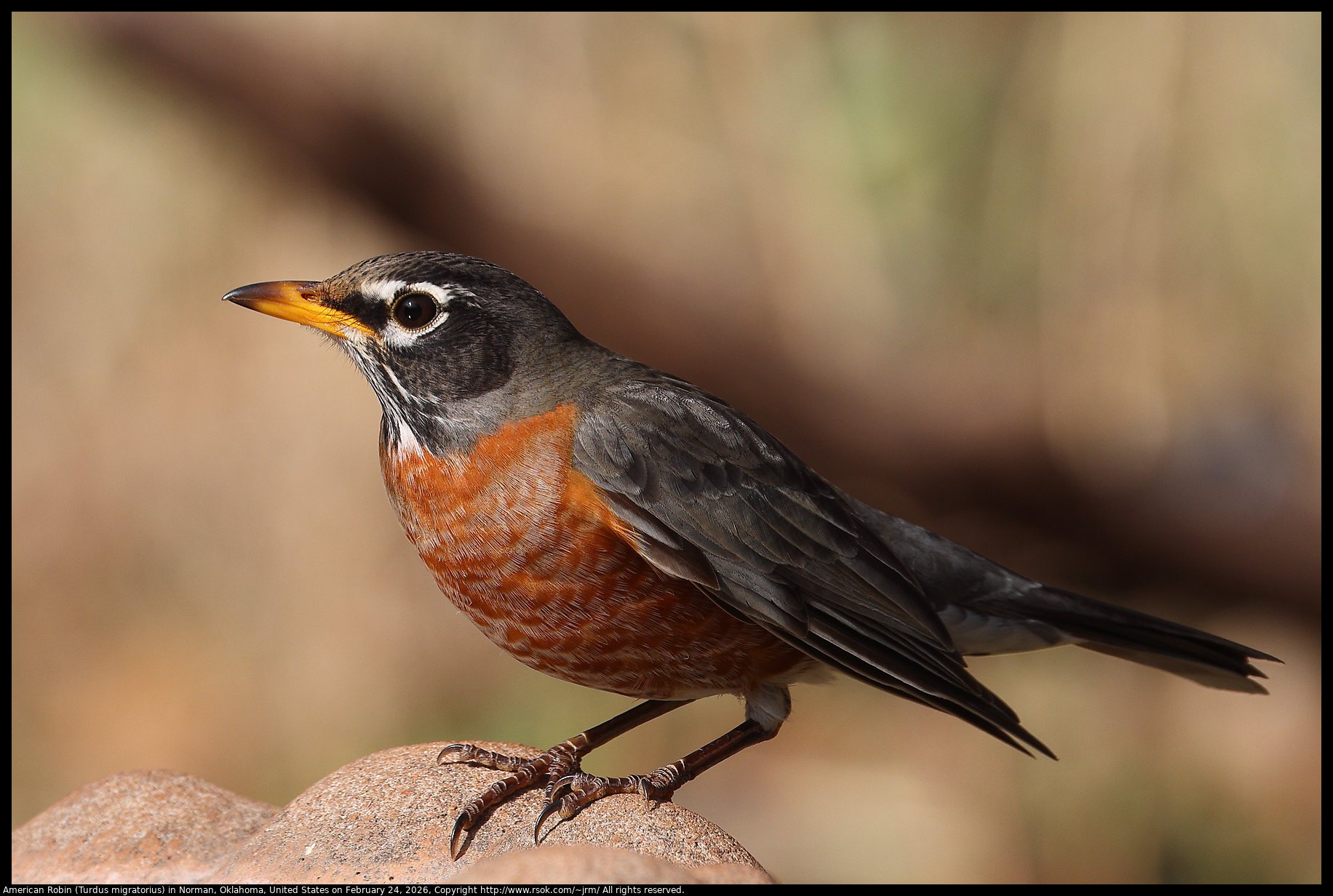 American Robin (Turdus migratorius) in Norman, Oklahoma, United States on February 24, 2026