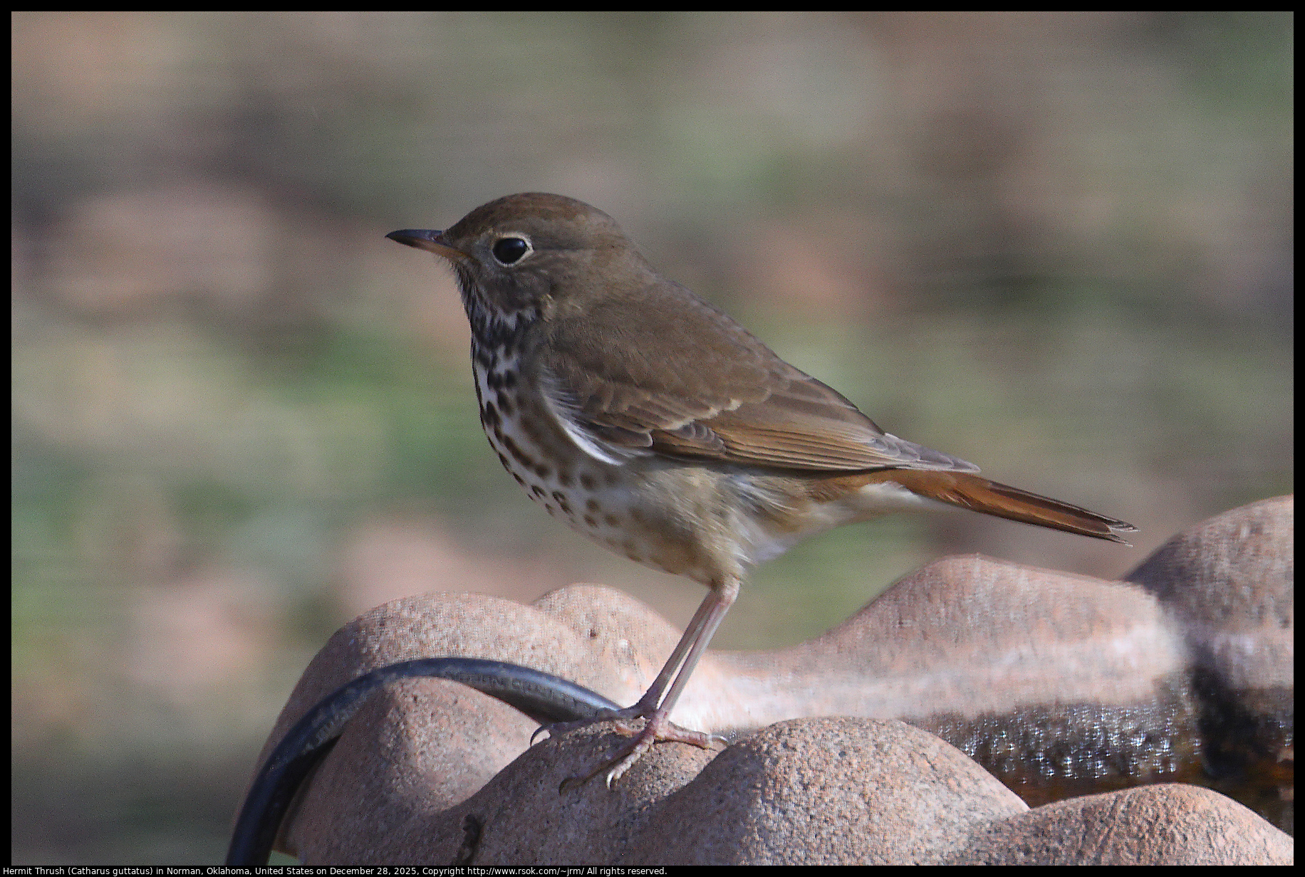 Hermit Thrush (Catharus guttatus) in Norman, Oklahoma, United States on December 28, 2025