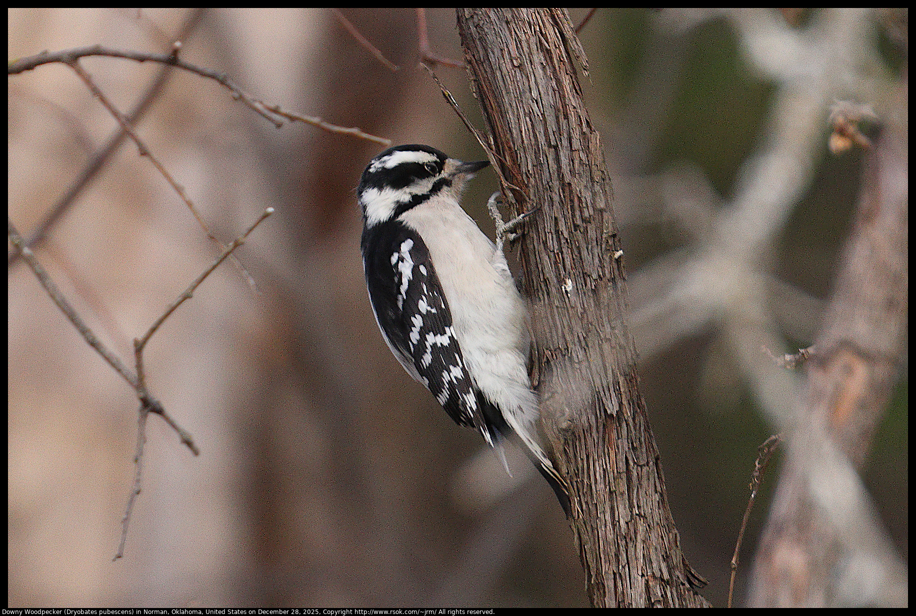 Downy Woodpecker (Dryobates pubescens) in Norman, Oklahoma, United States on December 28, 2025
