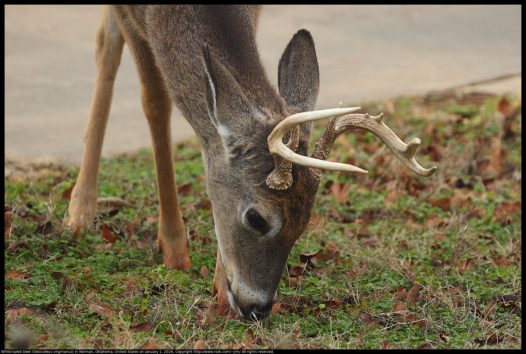 White-tailed Deer (Odocoileus virginianus) in Norman, Oklahoma, United States on January 1, 2026