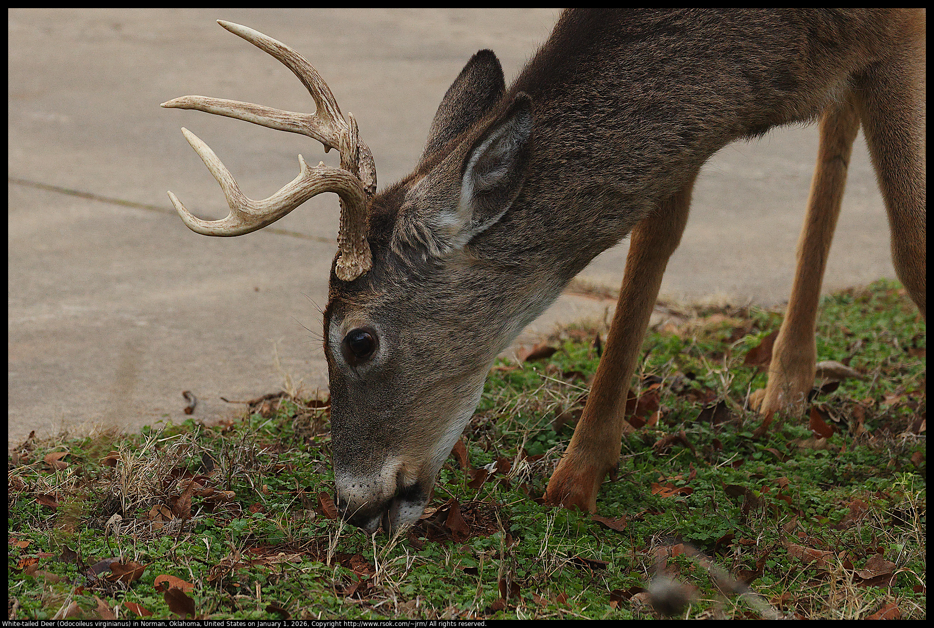 White-tailed Deer (Odocoileus virginianus) in Norman, Oklahoma, United States on January 1, 2026