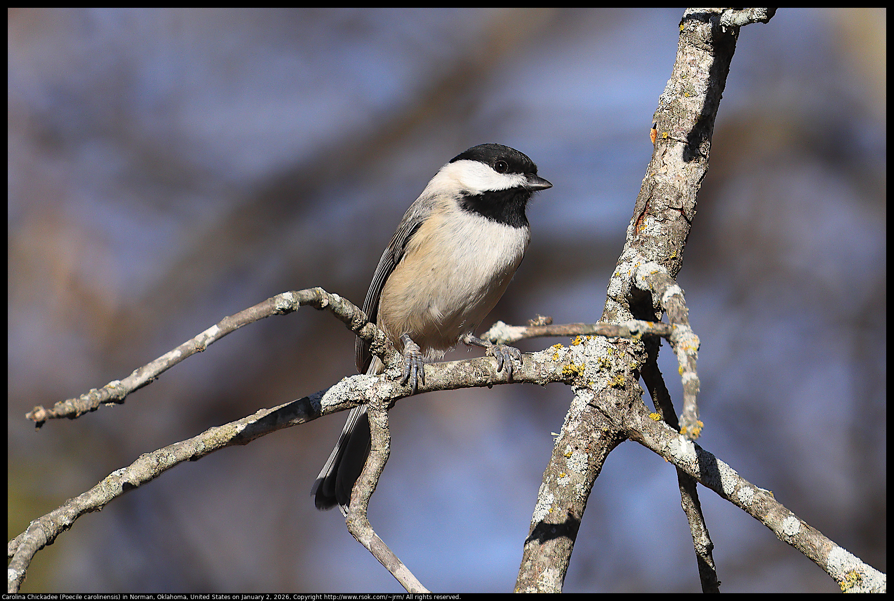 Carolina Chickadee (Poecile carolinensis) in Norman, Oklahoma, United States on January 2, 2026