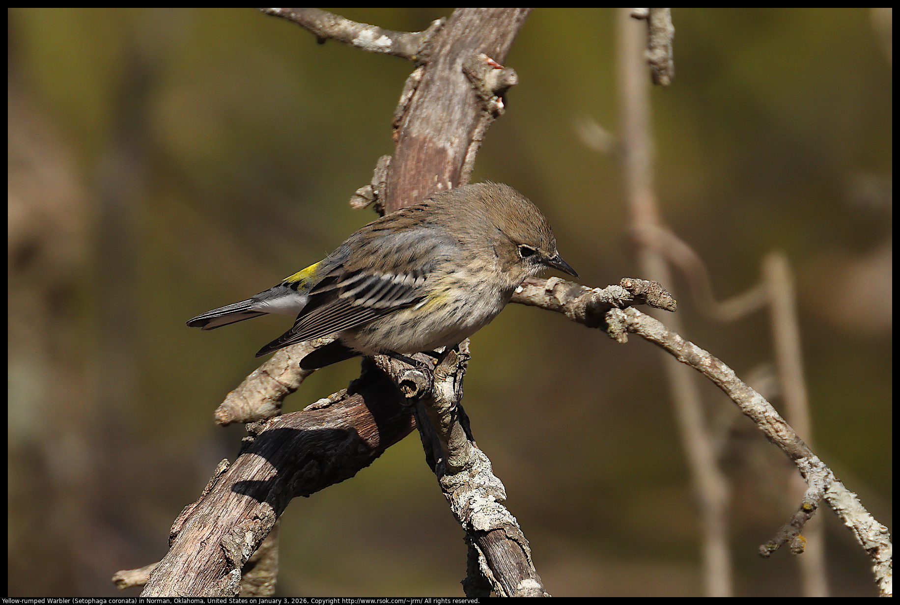 Yellow-rumped Warbler (Setophaga coronata) in Norman, Oklahoma, United States on January 3, 2026