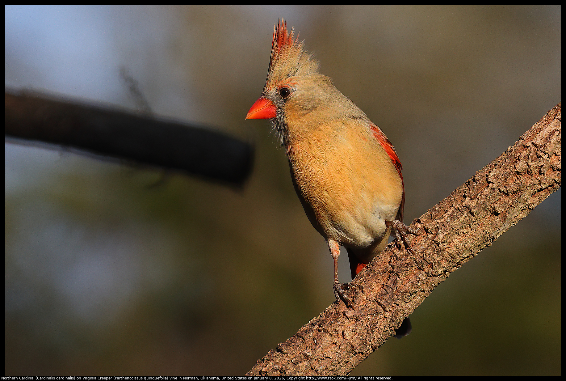 Northern Cardinal (Cardinalis cardinalis) on Virginia Creeper (Parthenocissus quinquefolia) vine in Norman, Oklahoma, United States on January 8, 2026