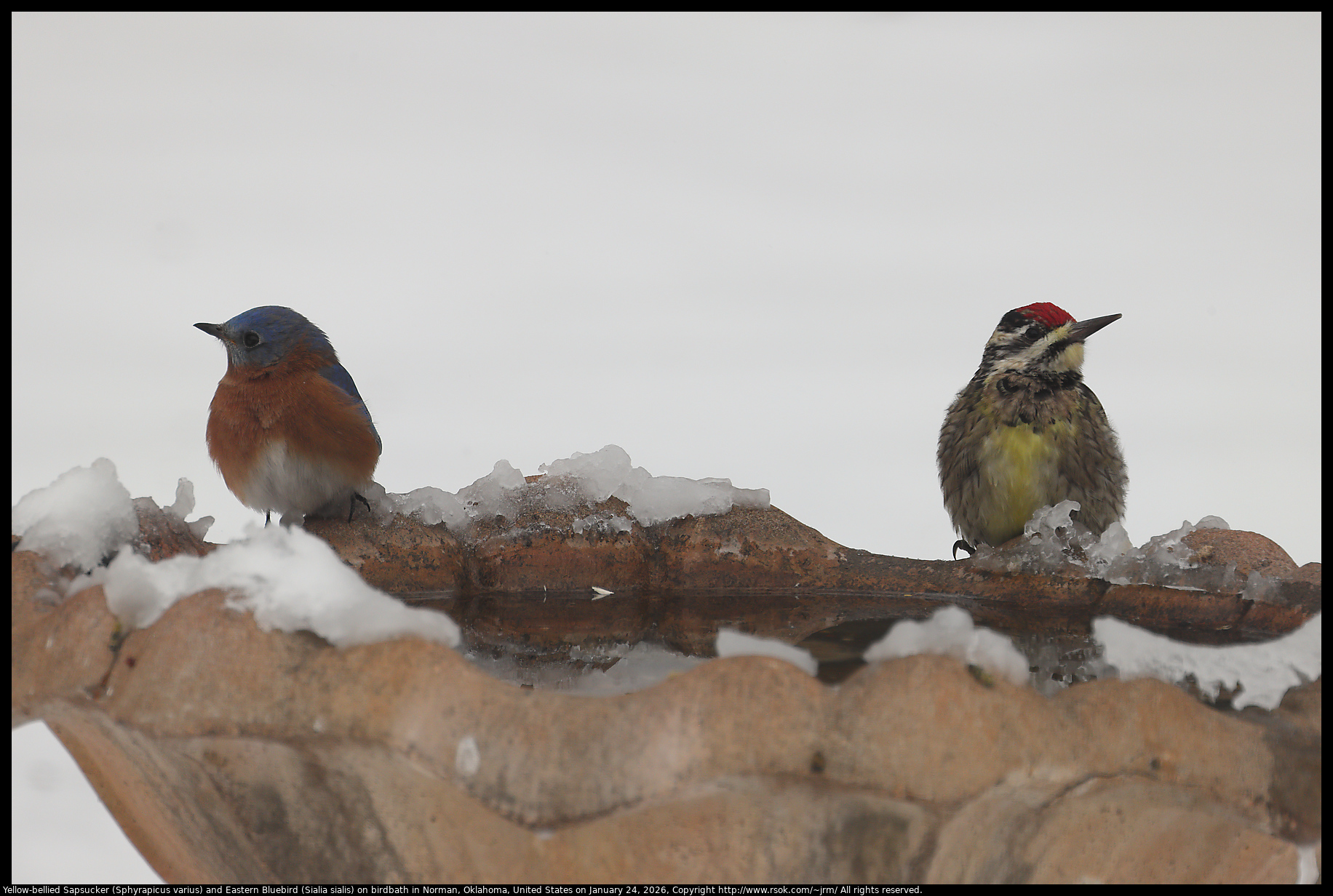 Yellow-bellied Sapsucker (Sphyrapicus varius) and Eastern Bluebird (Sialia sialis) on birdbath in Norman, Oklahoma, United States on January 24, 2026