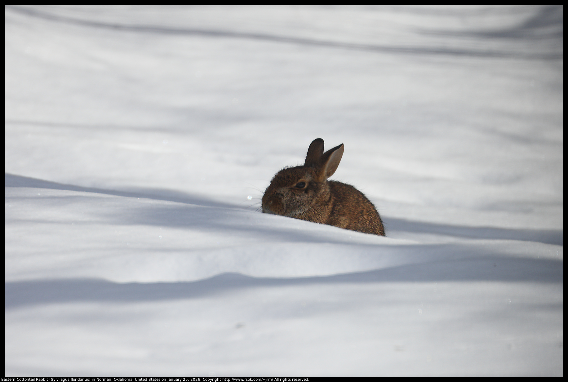 Eastern Cottontail Rabbit (Sylvilagus floridanus) in Norman, Oklahoma, United States on January 25, 2026