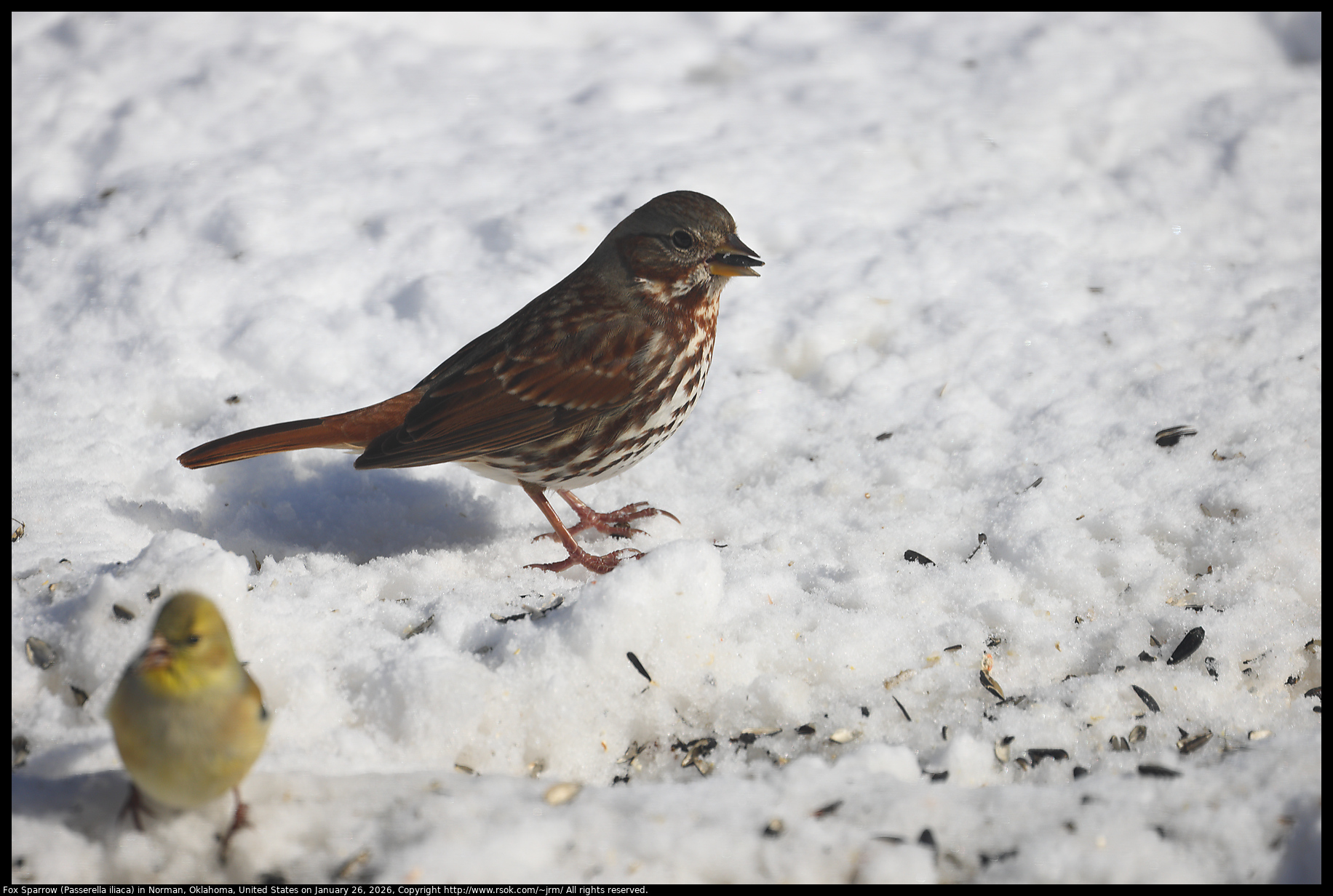 Fox Sparrow (Passerella iliaca) in Norman, Oklahoma, United States on January 26, 2026
