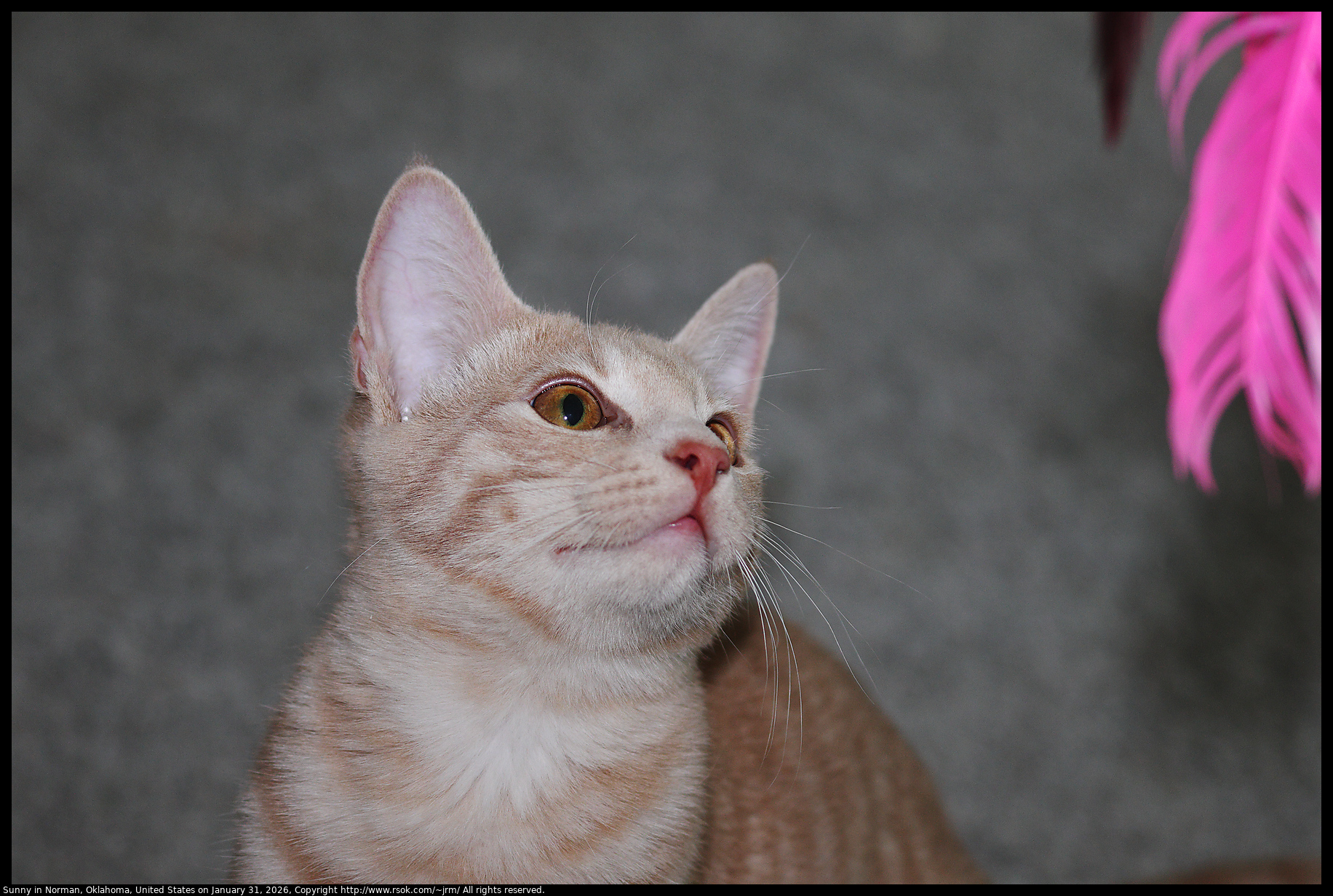 Sunny in Norman, Oklahoma, United States on January 31, 2026