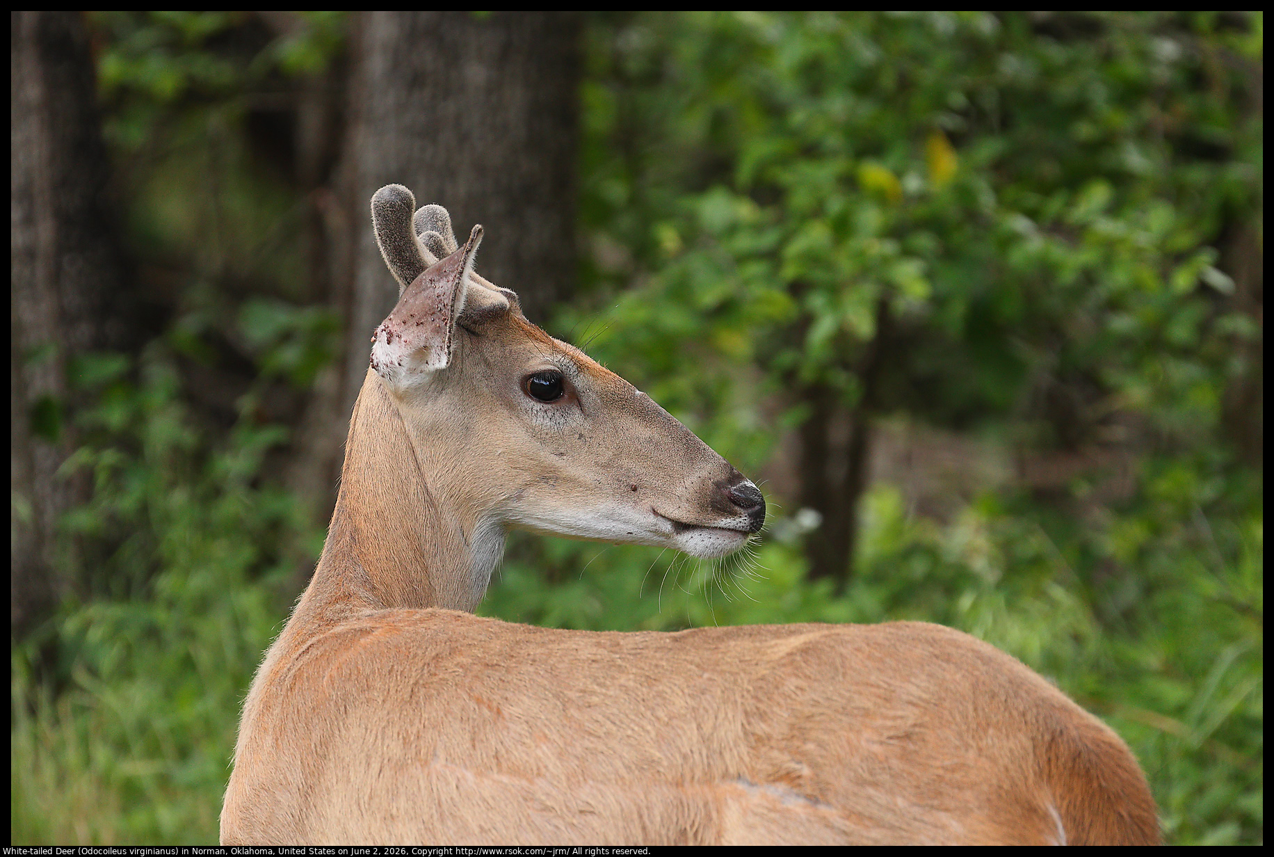 White-tailed Deer (Odocoileus virginianus) in Norman, Oklahoma, United States on June 2, 2026