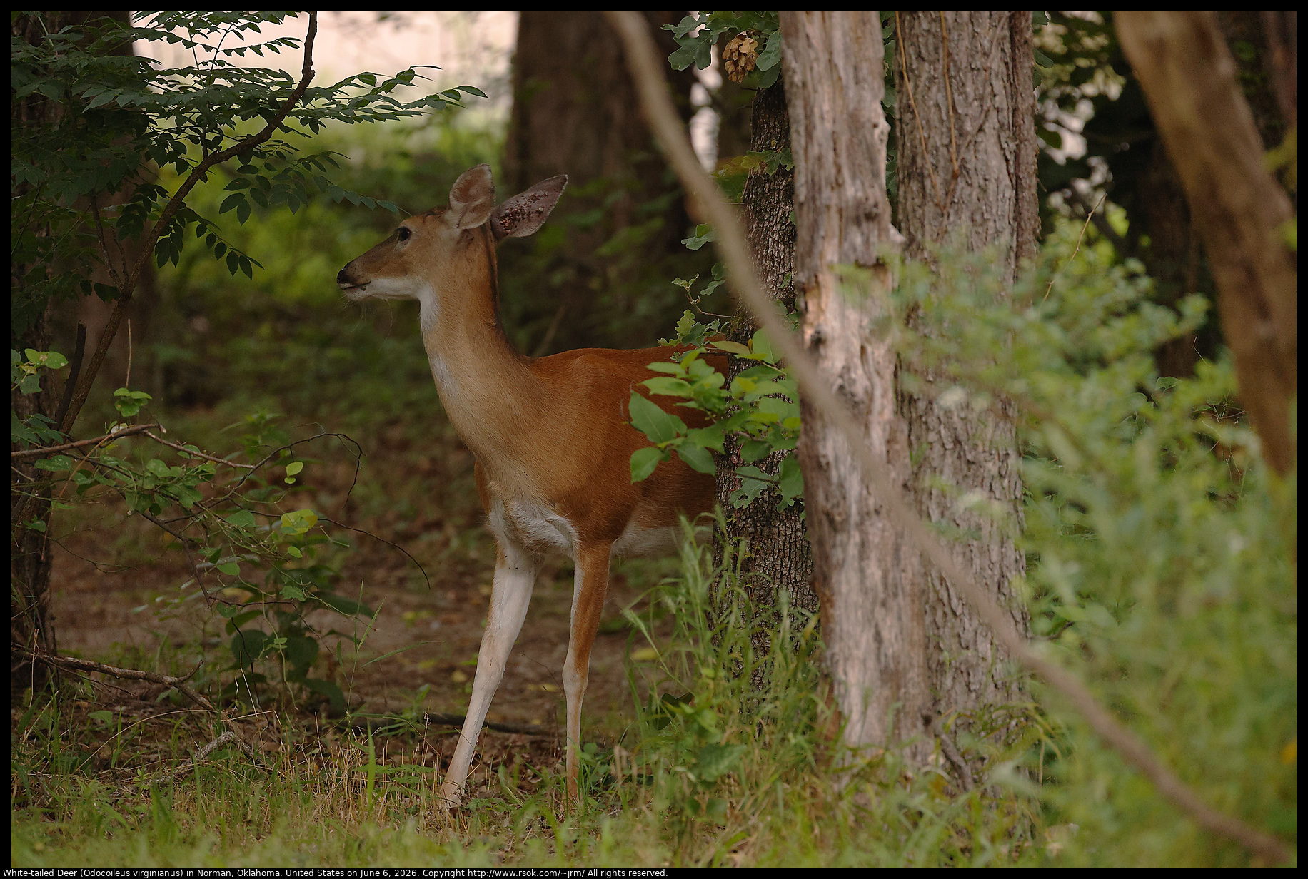 White-tailed Deer (Odocoileus virginianus) in Norman, Oklahoma, United States on June 6, 2026