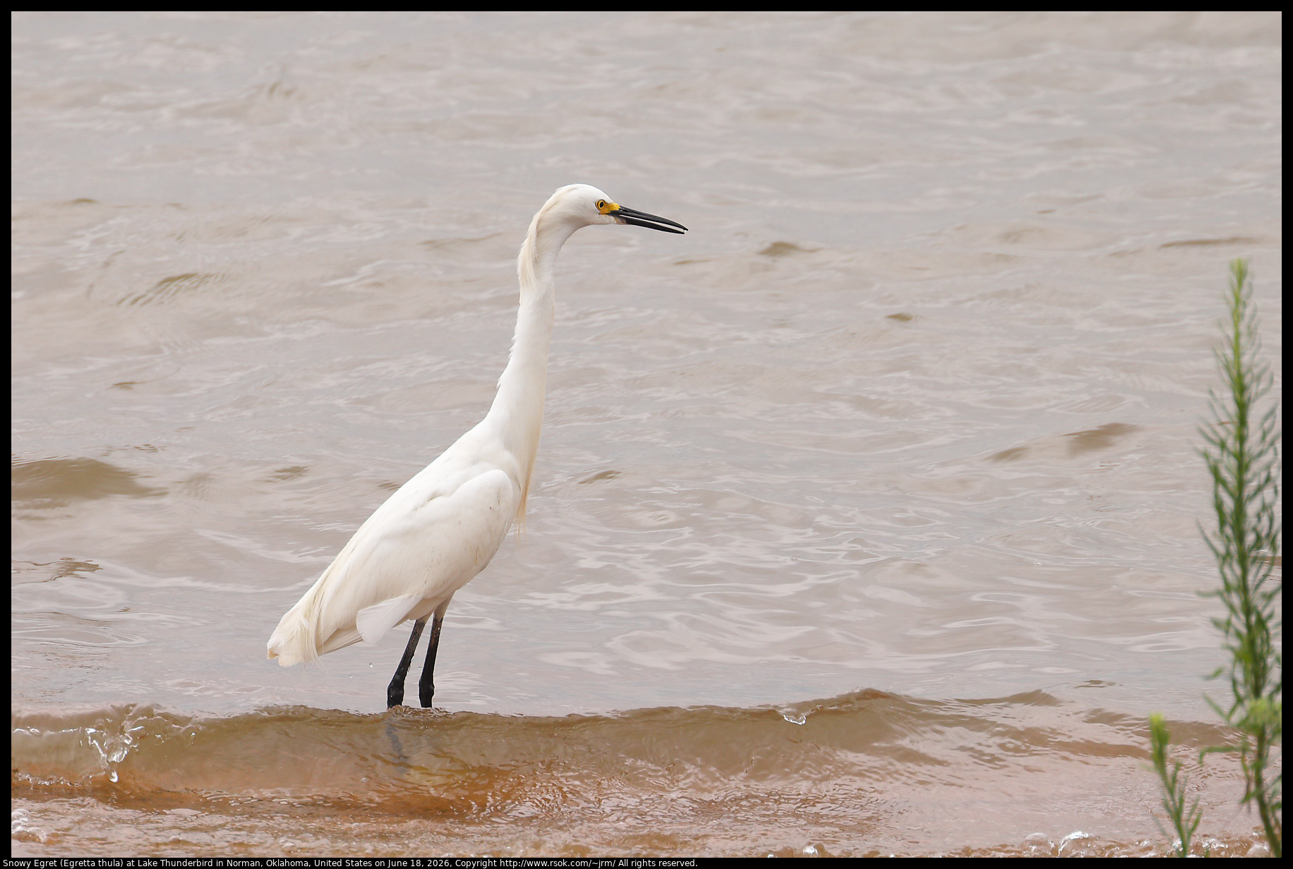 Snowy Egret (Egretta thula) at Lake Thunderbird in Norman, Oklahoma, United States on June 18, 2026