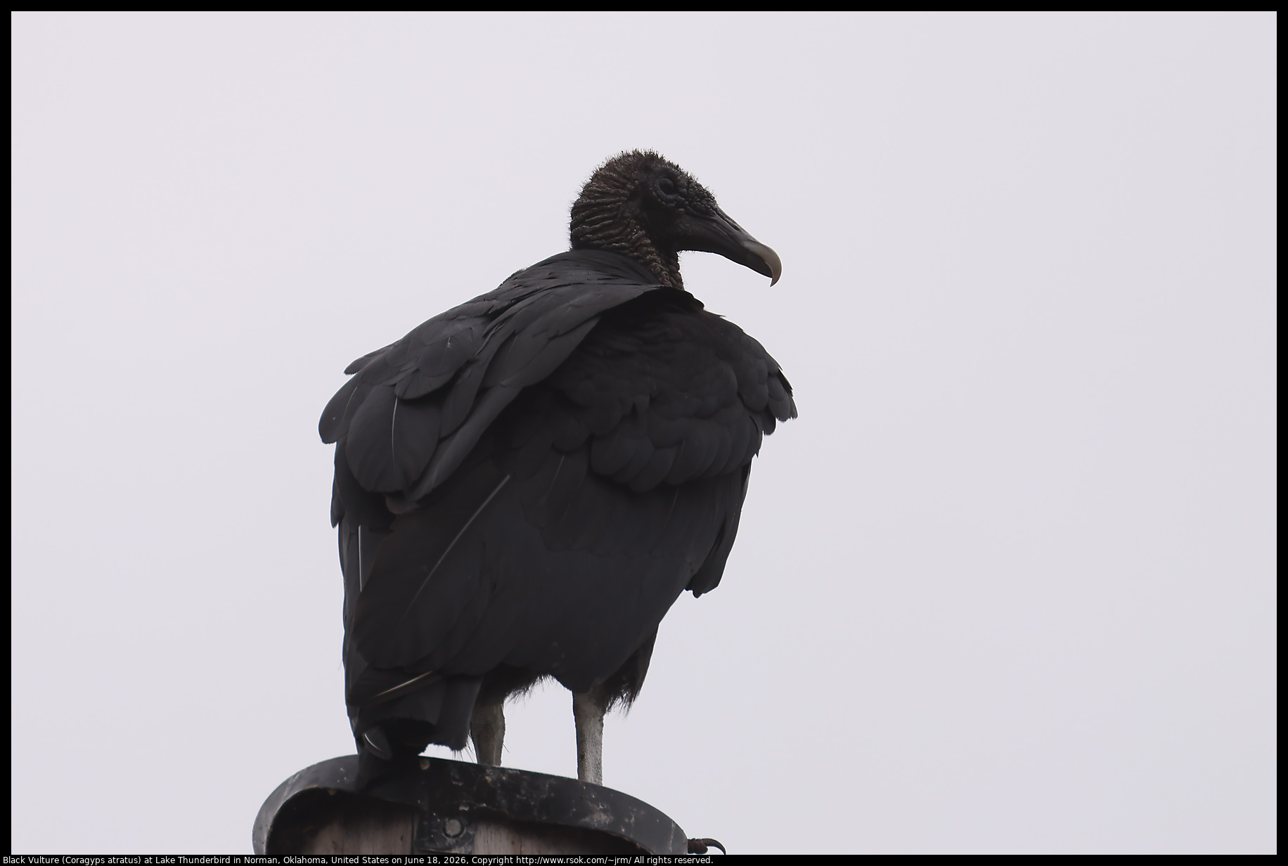 Black Vulture (Coragyps atratus) at Lake Thunderbird in Norman, Oklahoma, United States on June 18, 2026