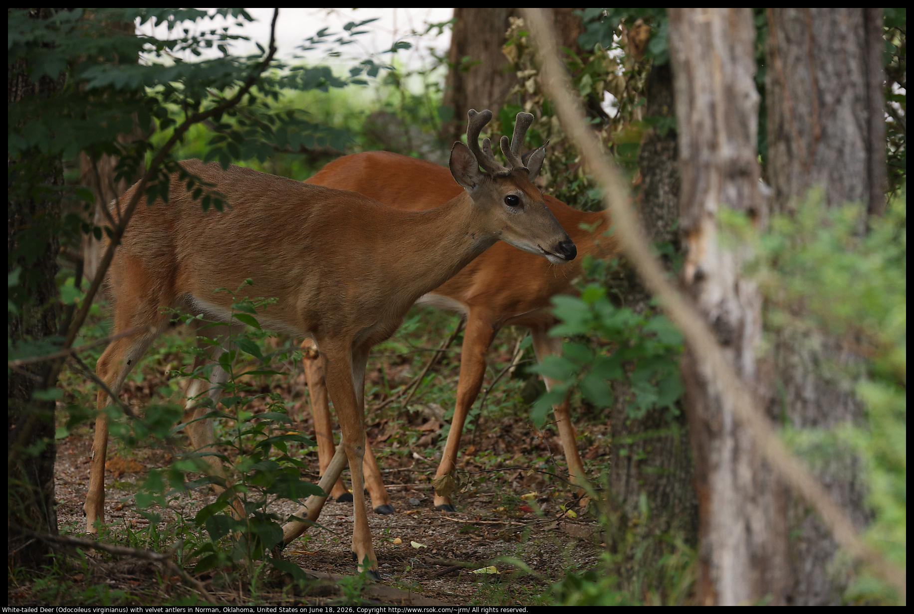 White-tailed Deer (Odocoileus virginianus) with velvet antlers in Norman, Oklahoma, United States on June 18, 2026