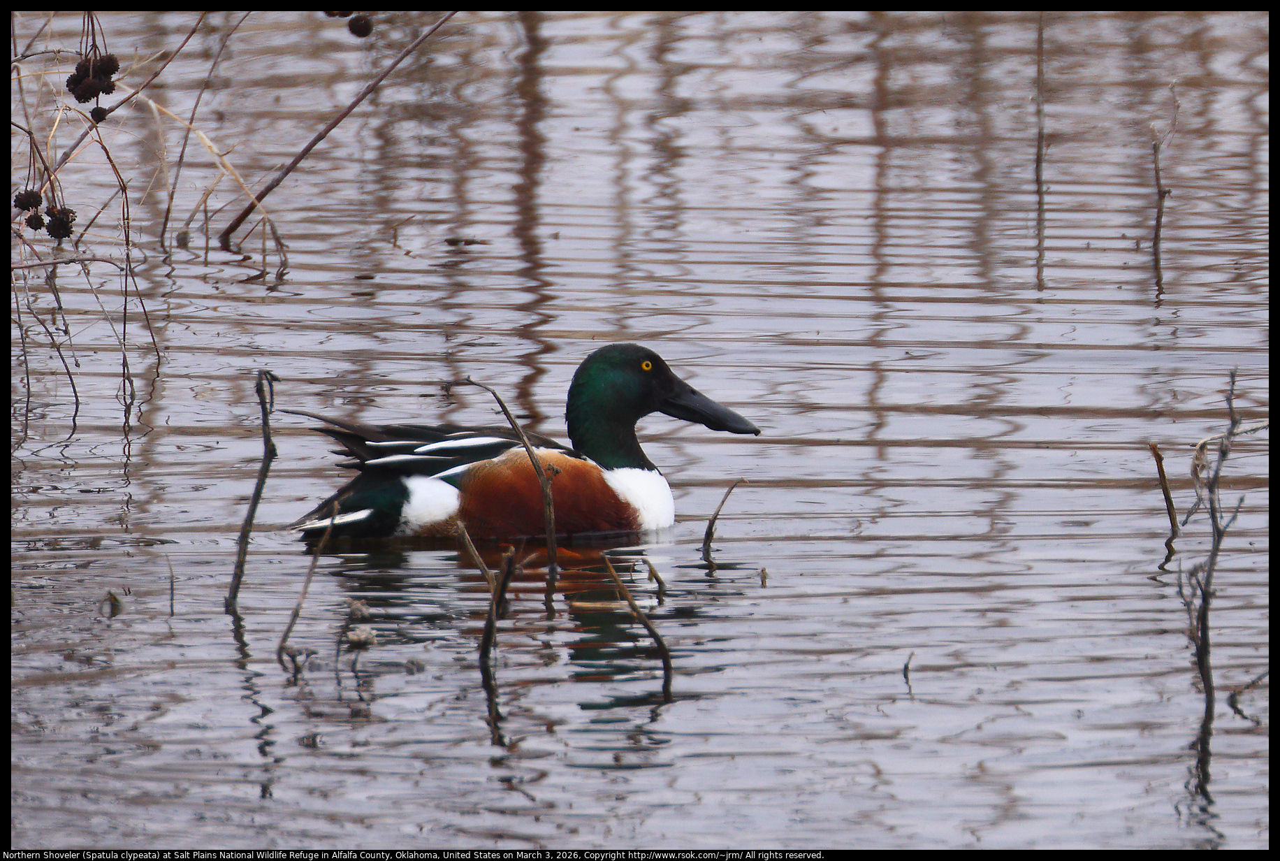 Northern Shoveler (Spatula clypeata) at Salt Plains National Wildlife Refuge in Alfalfa County, Oklahoma, United States on March 3, 2026