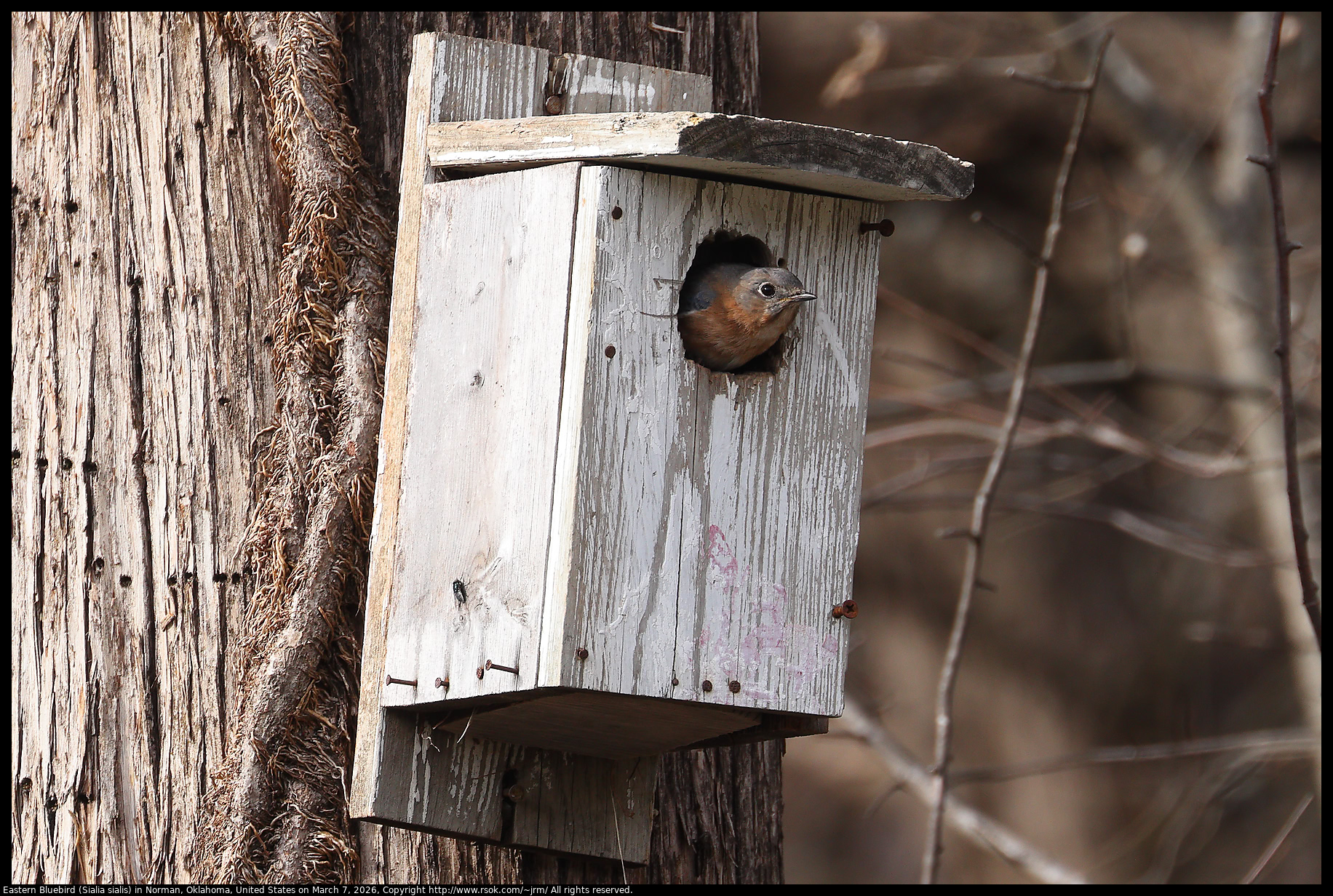 Eastern Bluebird (Sialia sialis) in Norman, Oklahoma, United States on March 7, 2026