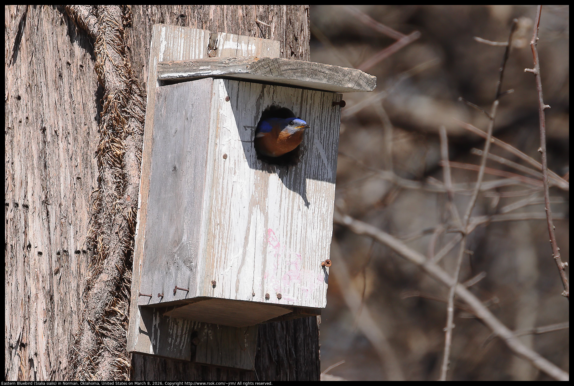 Eastern Bluebird (Sialia sialis) in Norman, Oklahoma, United States on March 8, 2026