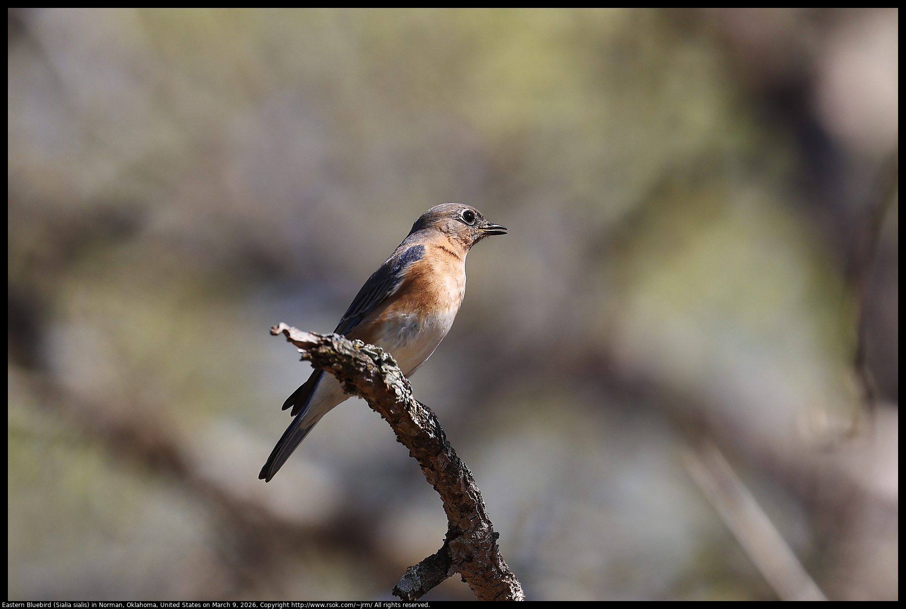 Eastern Bluebird (Sialia sialis) in Norman, Oklahoma, United States on March 9, 2026