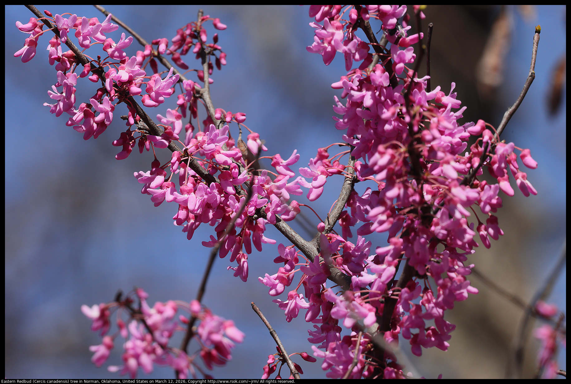 Eastern Redbud (Cercis canadensis) tree in Norman, Oklahoma, United States on March 12, 2026