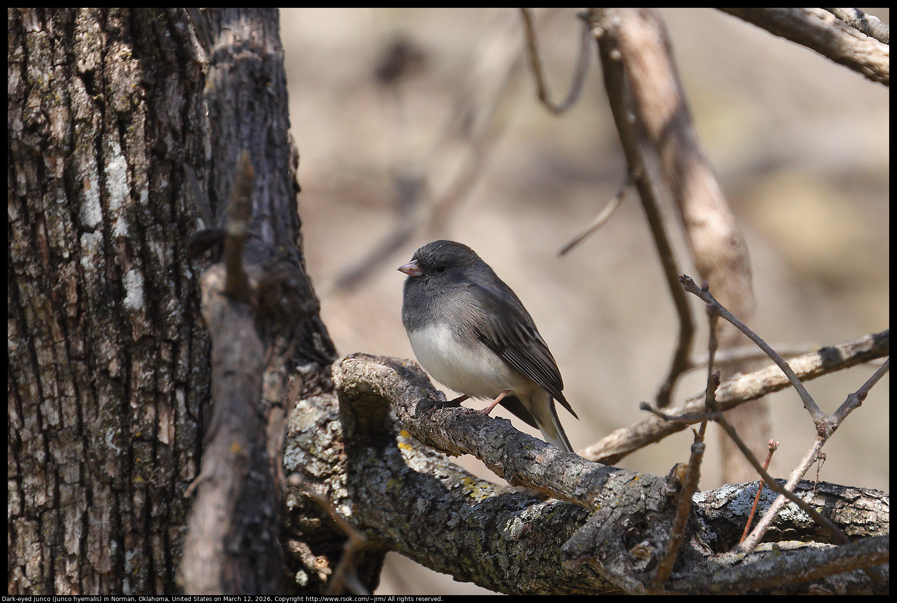 Dark-eyed Junco (Junco hyemalis) in Norman, Oklahoma, United States on March 12, 2026